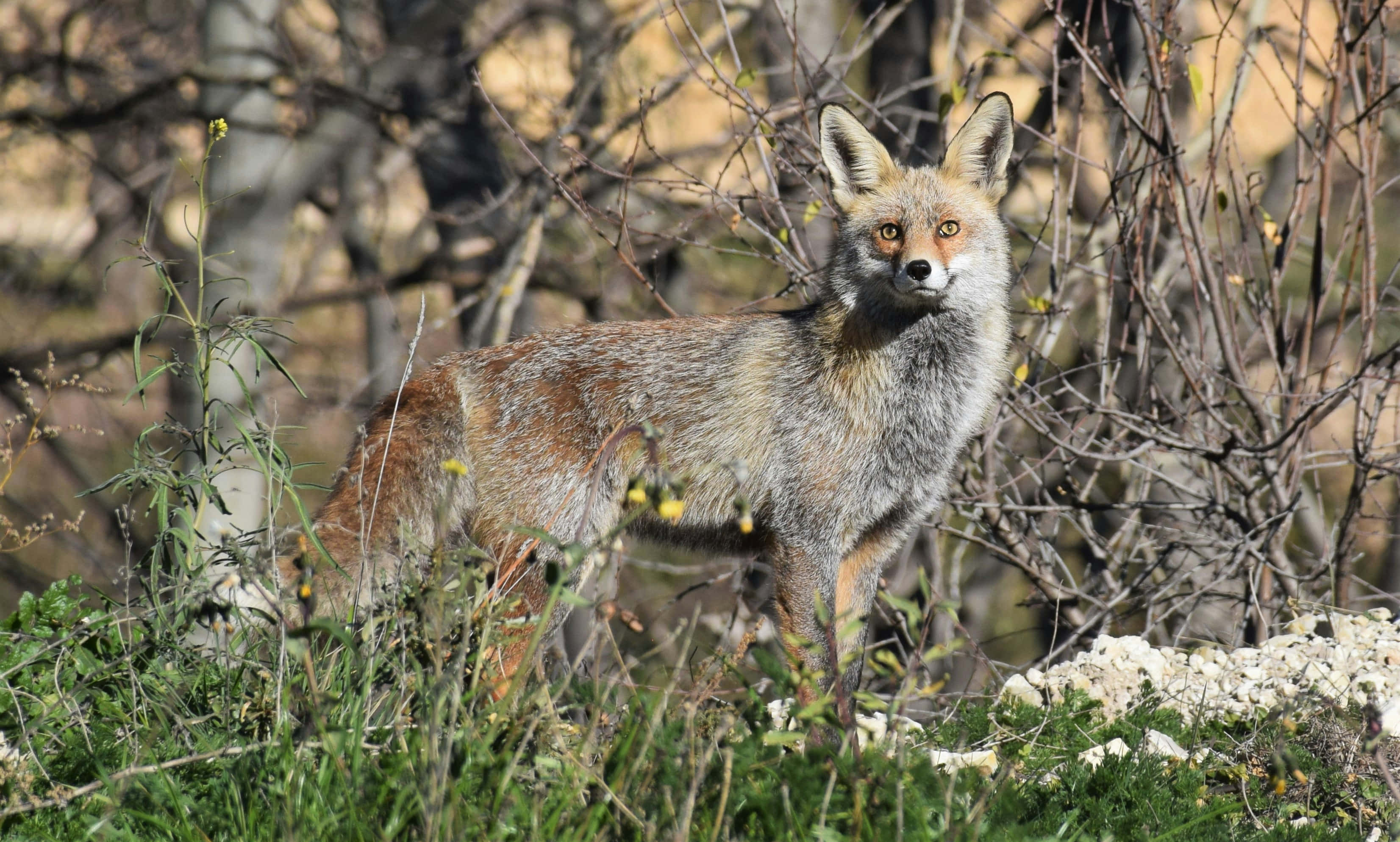 Grey Fox, red fox, sunlit grass, 2K Desktop Wallpaper