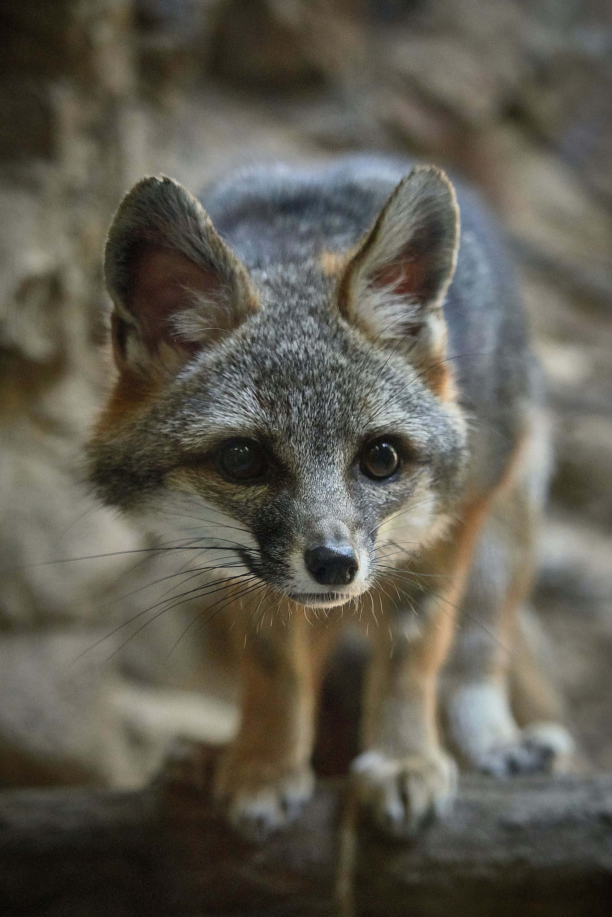 Grey Fox, gray fox, alert ears, 2K Phone Wallpaper