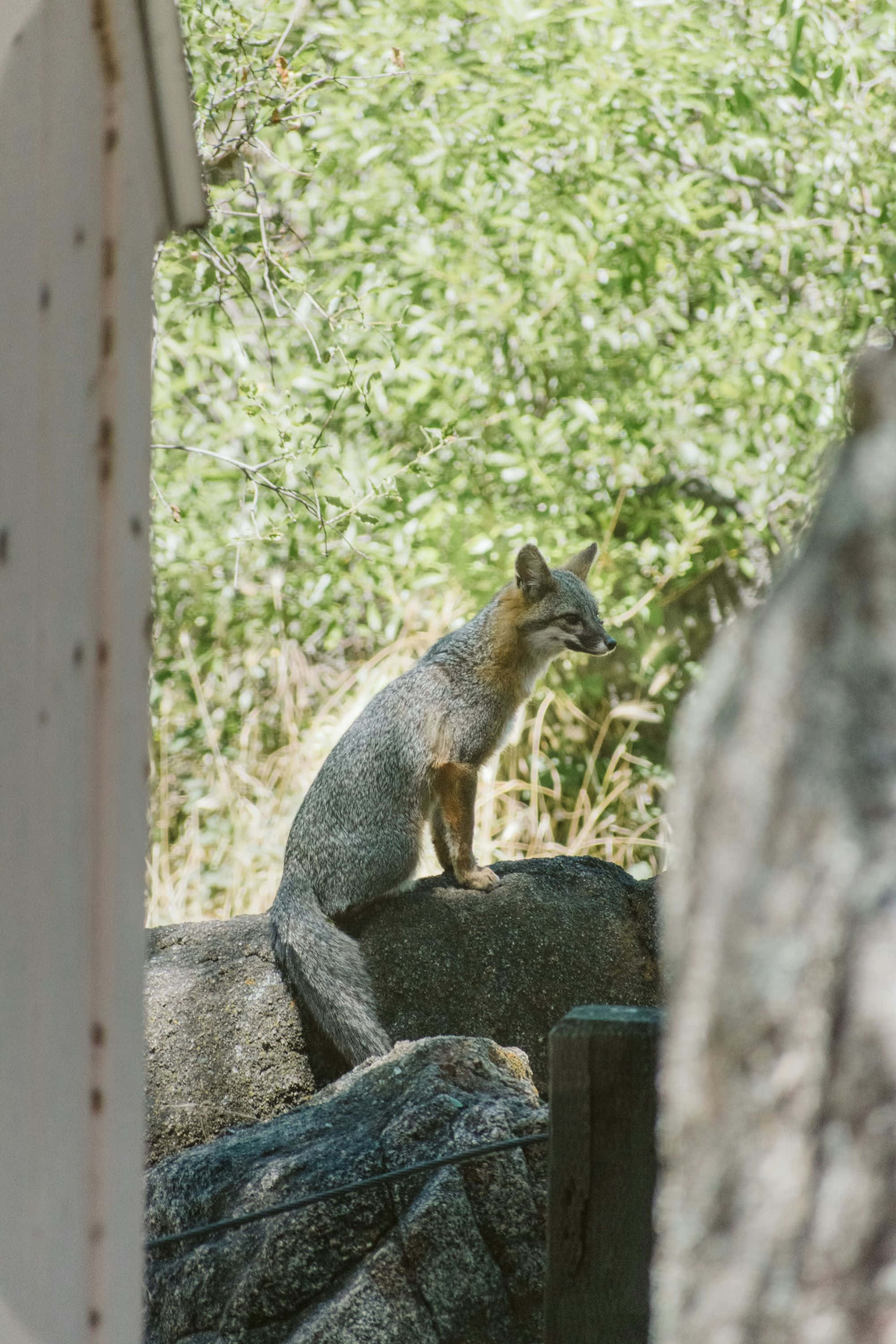 Grey Fox, sunlit rocks, lush green foliage, 2K Phone Wallpaper