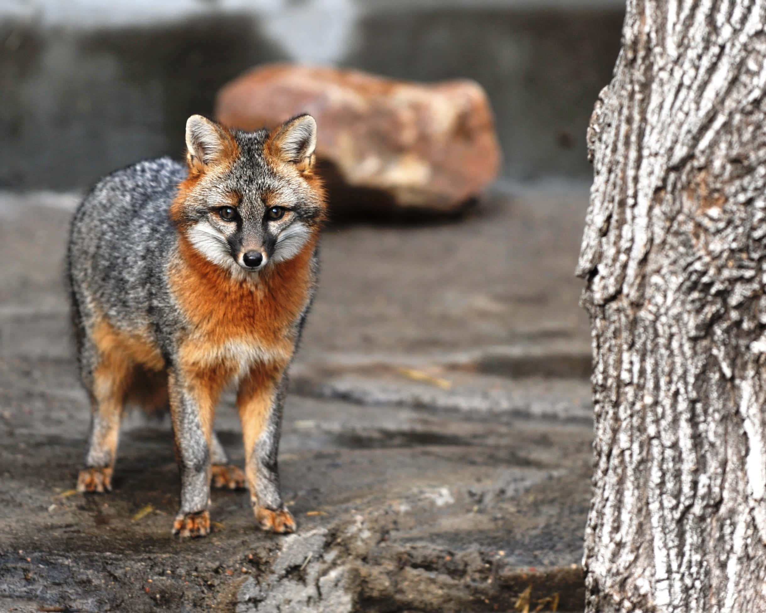 Grey Fox, rusty orange chest, wet rocks, Full HD Desktop Wallpaper