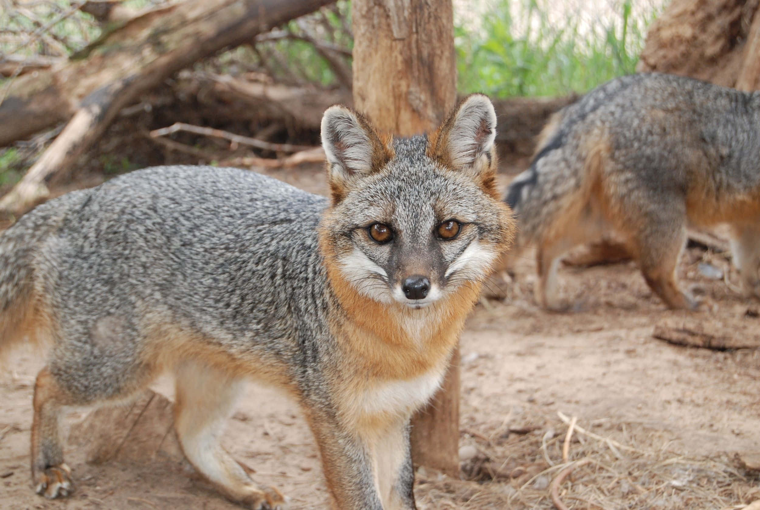 Grey Fox, amber eyes, dry wooded area, Full HD Desktop Wallpaper