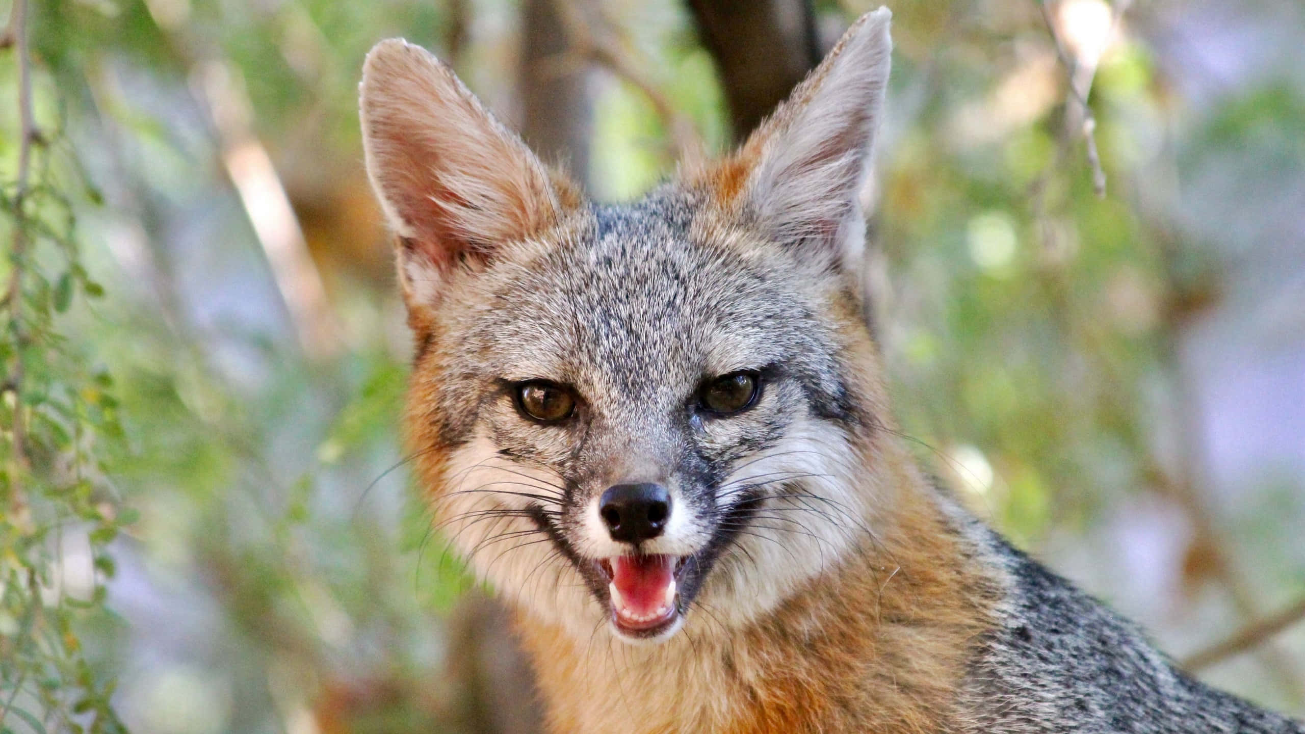 Grey Fox, gray fox, alert ears, 2K Desktop Wallpaper