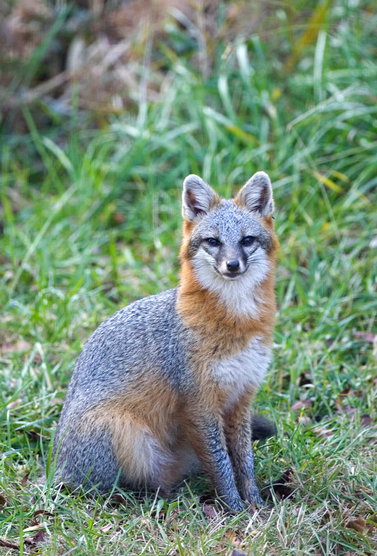 Grey Fox, orange accents, vibrant green grass, Full HD Phone Wallpaper