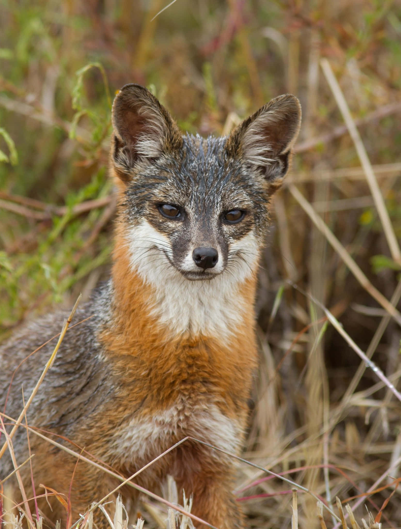 Grey Fox, natural habitat, tall dry grass, Full HD Phone Wallpaper