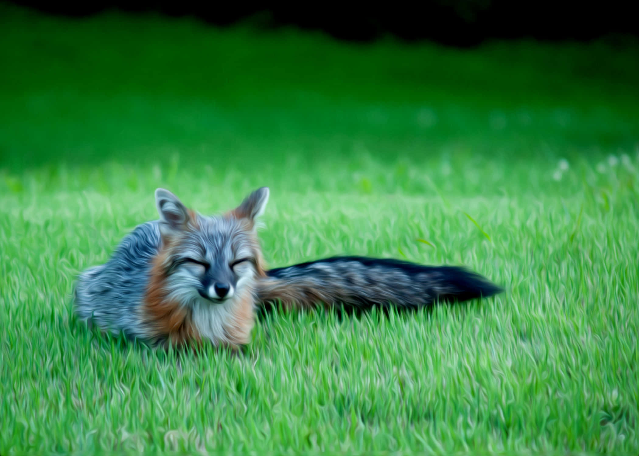 Grey Fox, green grass, natural light, Full HD Desktop Wallpaper