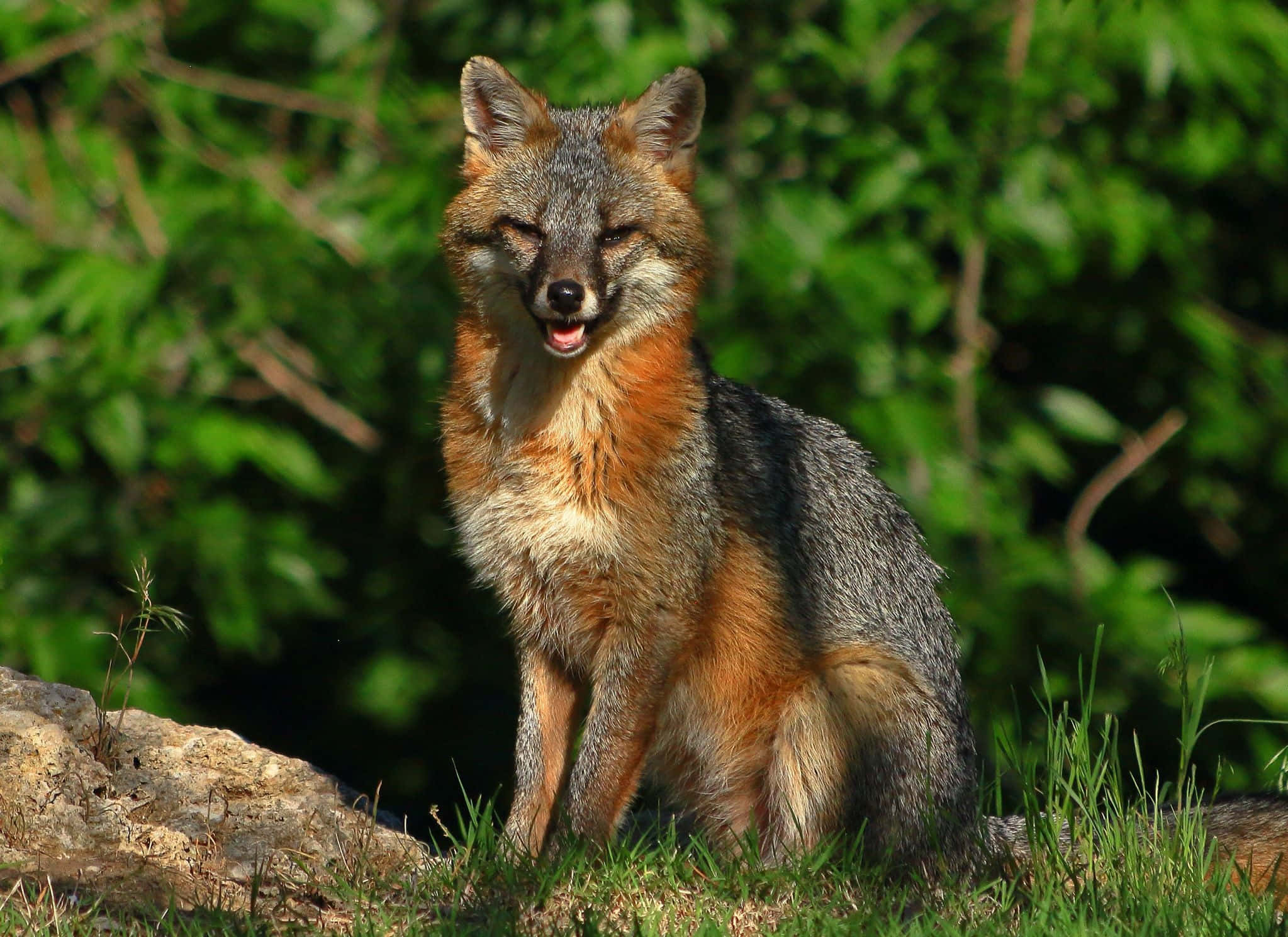Grey Fox, gray fox, orange chest, Full HD Desktop Wallpaper