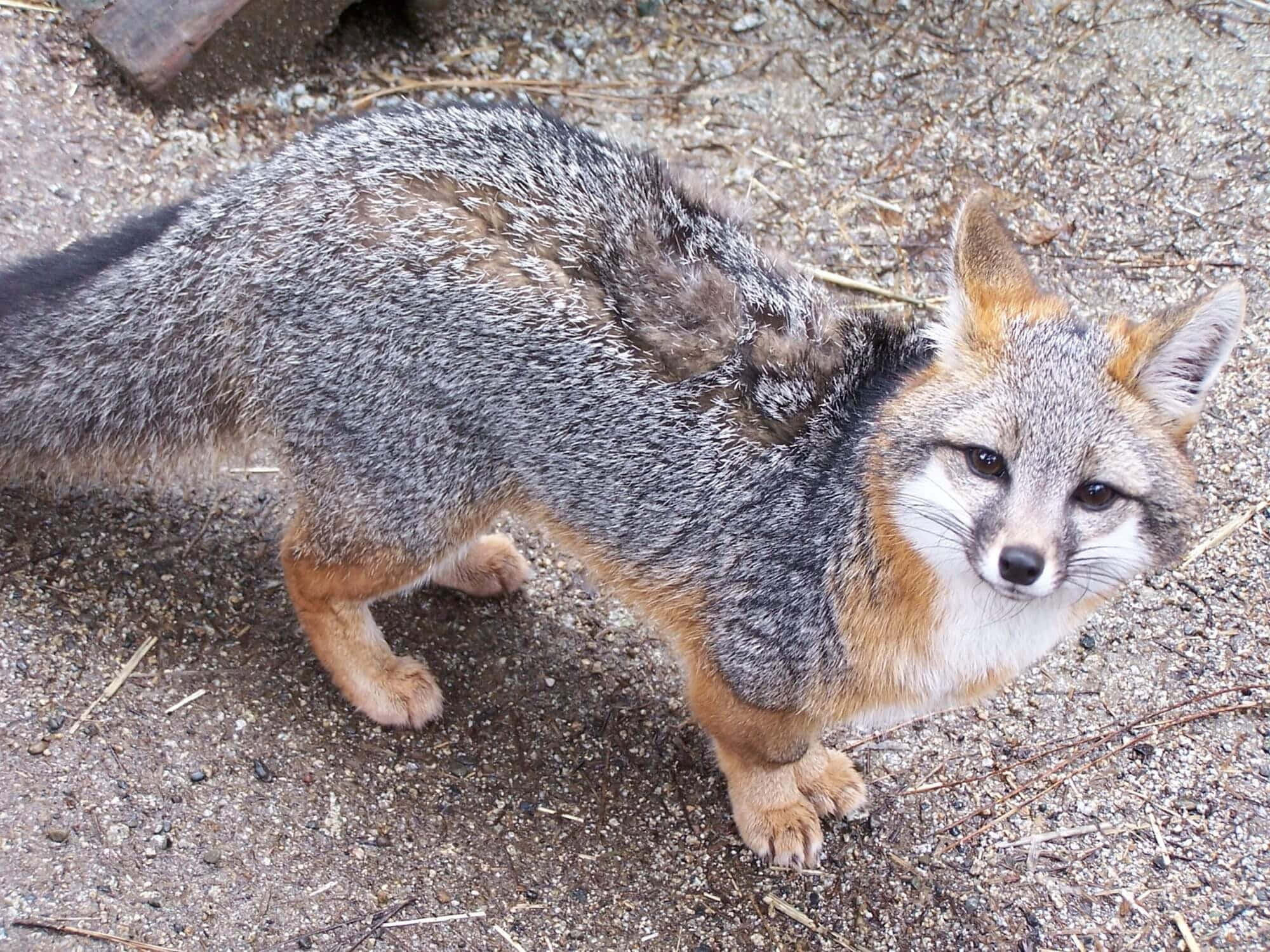 Grey Fox, gray fox, orange accents, Full HD Desktop Wallpaper