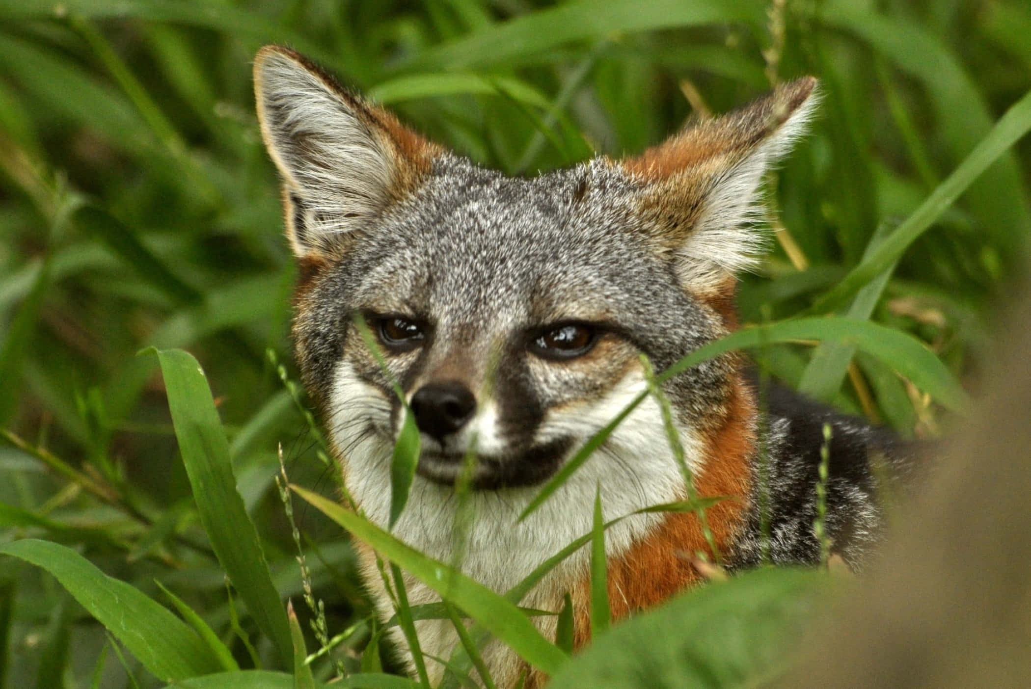 Grey Fox, greenery, orange accents, Full HD Desktop Wallpaper