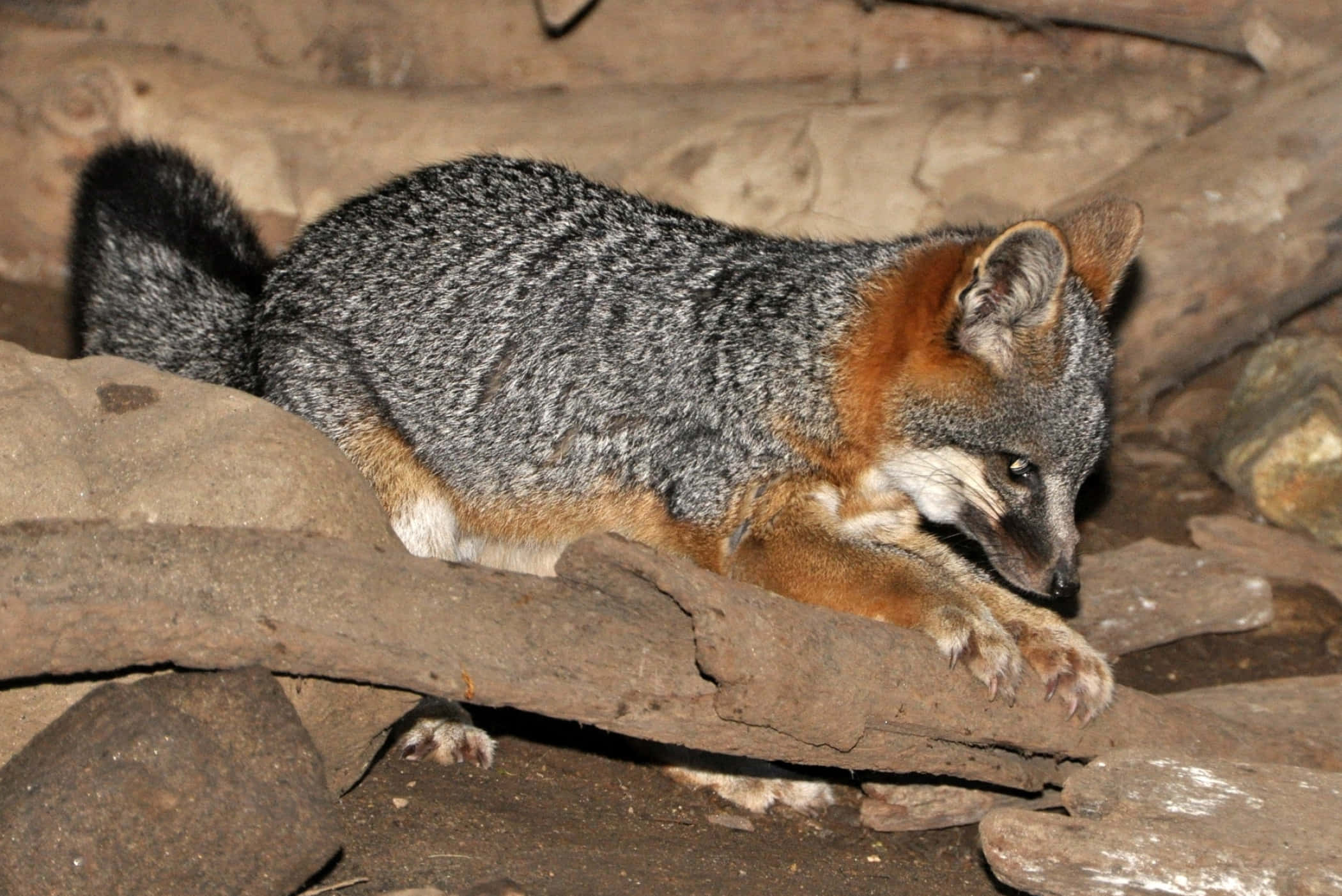 Grey Fox, orange throat, white chest, Full HD Desktop Wallpaper