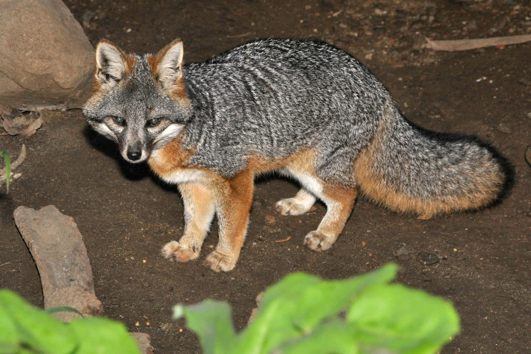 Grey Fox, orange accents, dark earth, Full HD Desktop Wallpaper