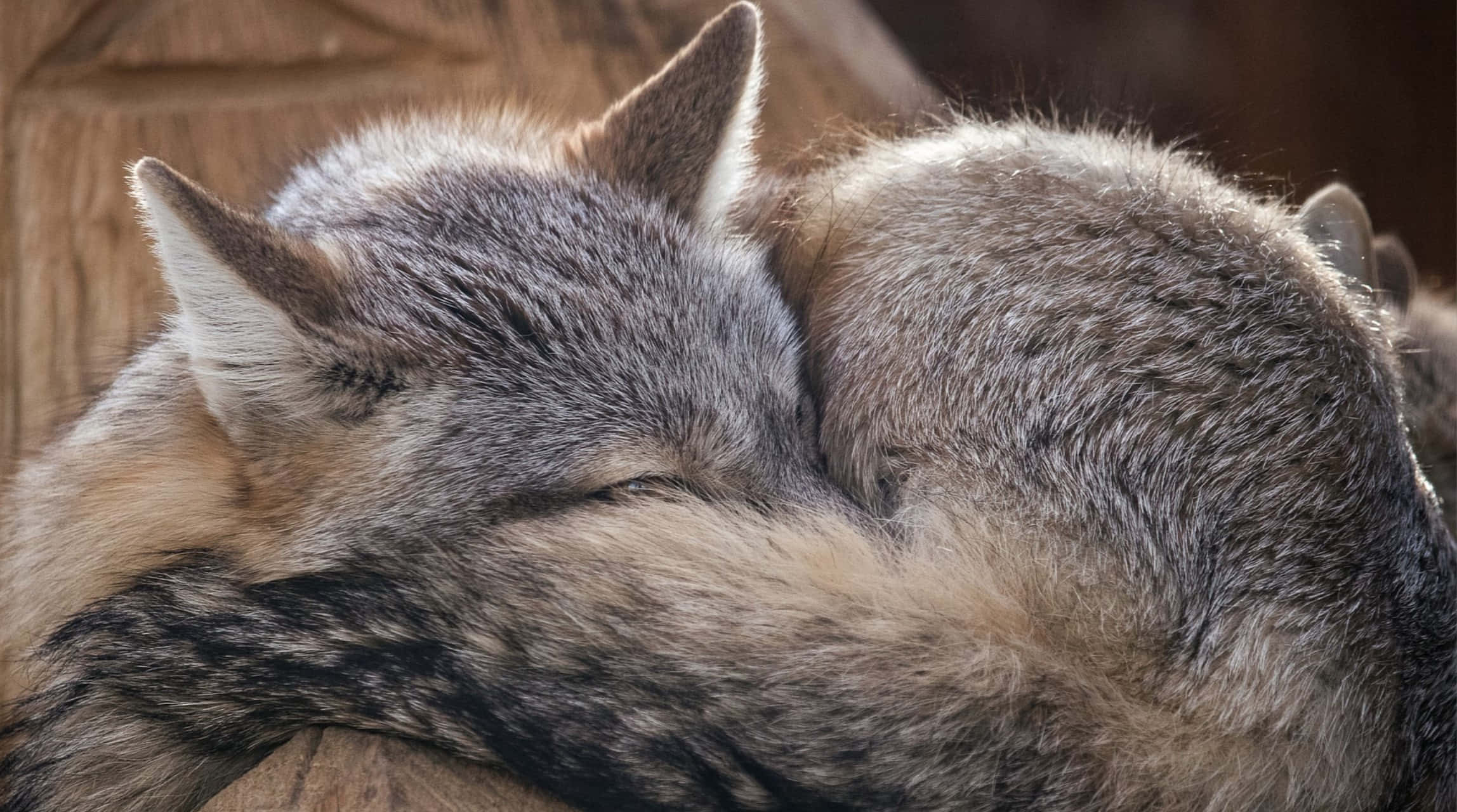 Grey Fox, wooden backdrop, curled together, Full HD Desktop Wallpaper