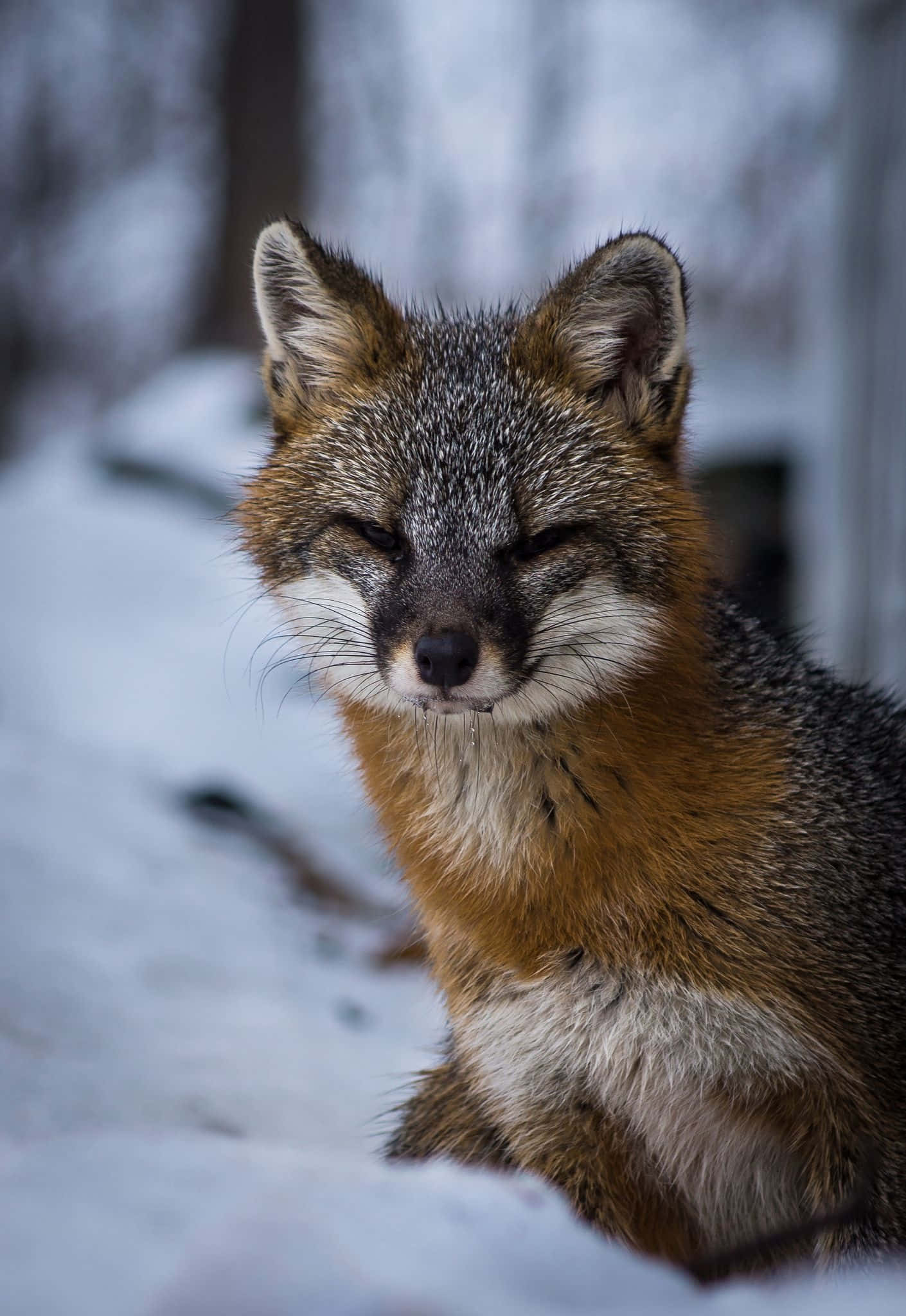 Grey Fox, snowy woods, orange chest, Full HD Phone Wallpaper