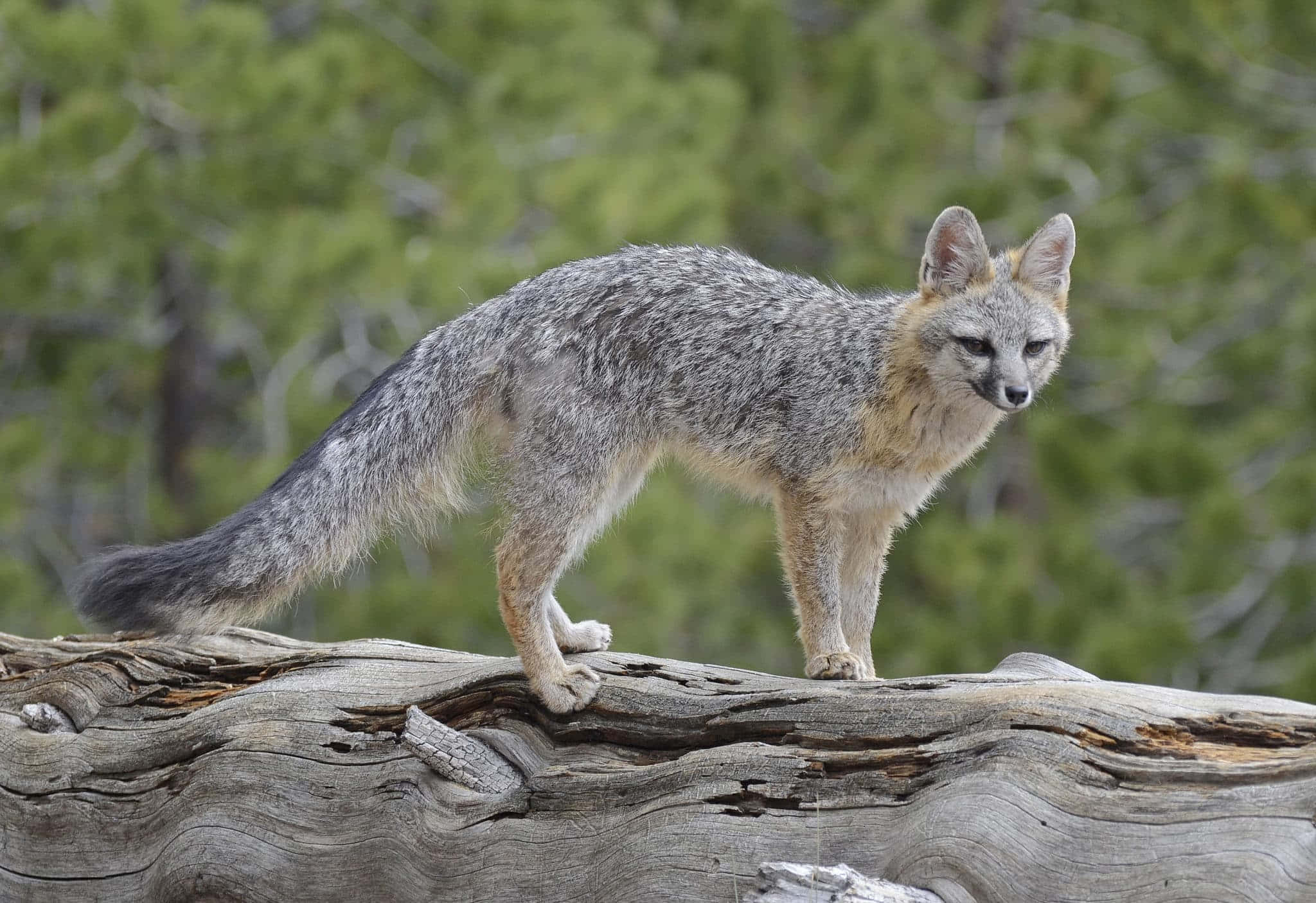 Grey Fox, log, green pine trees, Full HD Desktop Wallpaper