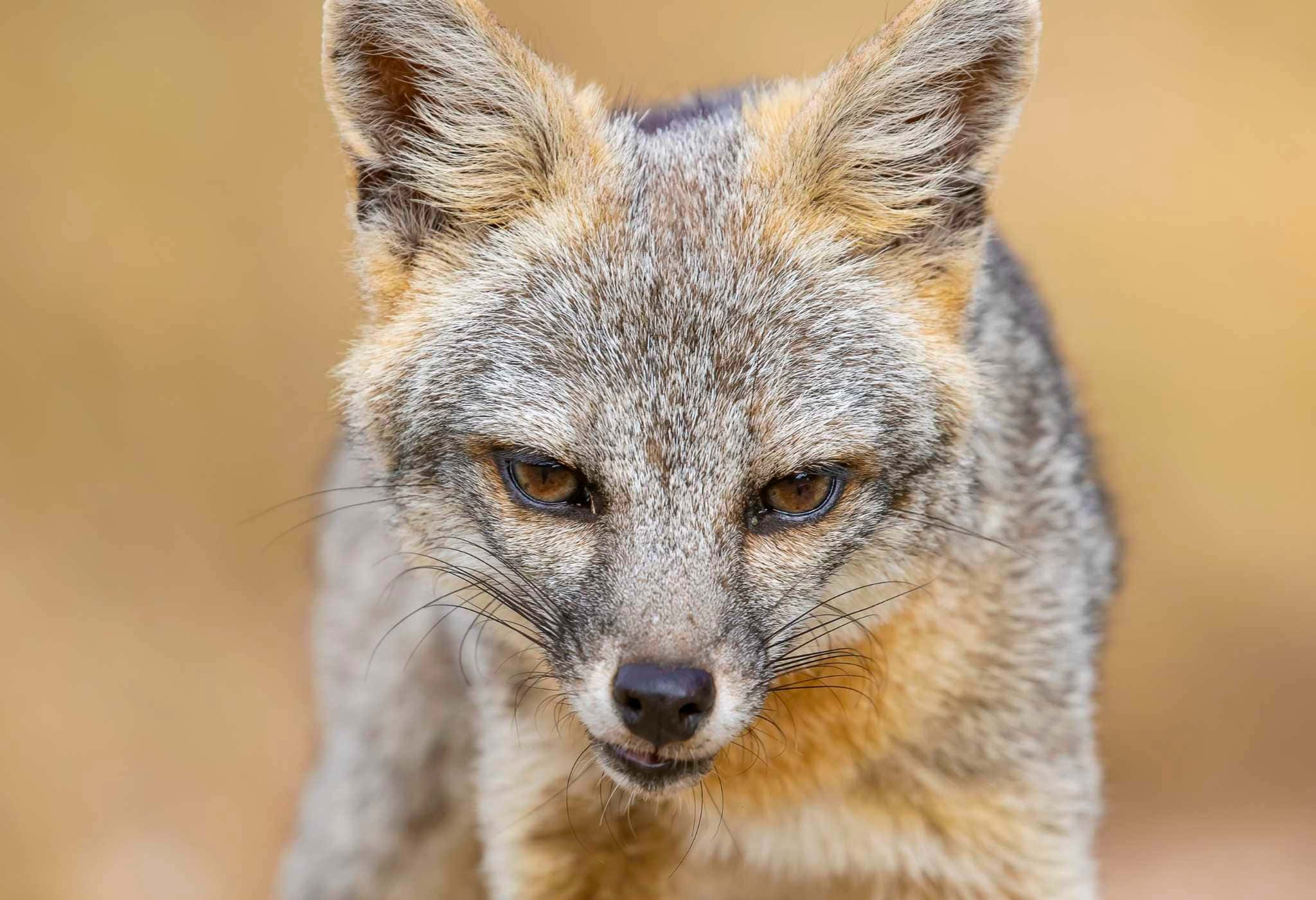 Grey Fox, ambers eyes, close-up photo, Full HD Desktop Wallpaper