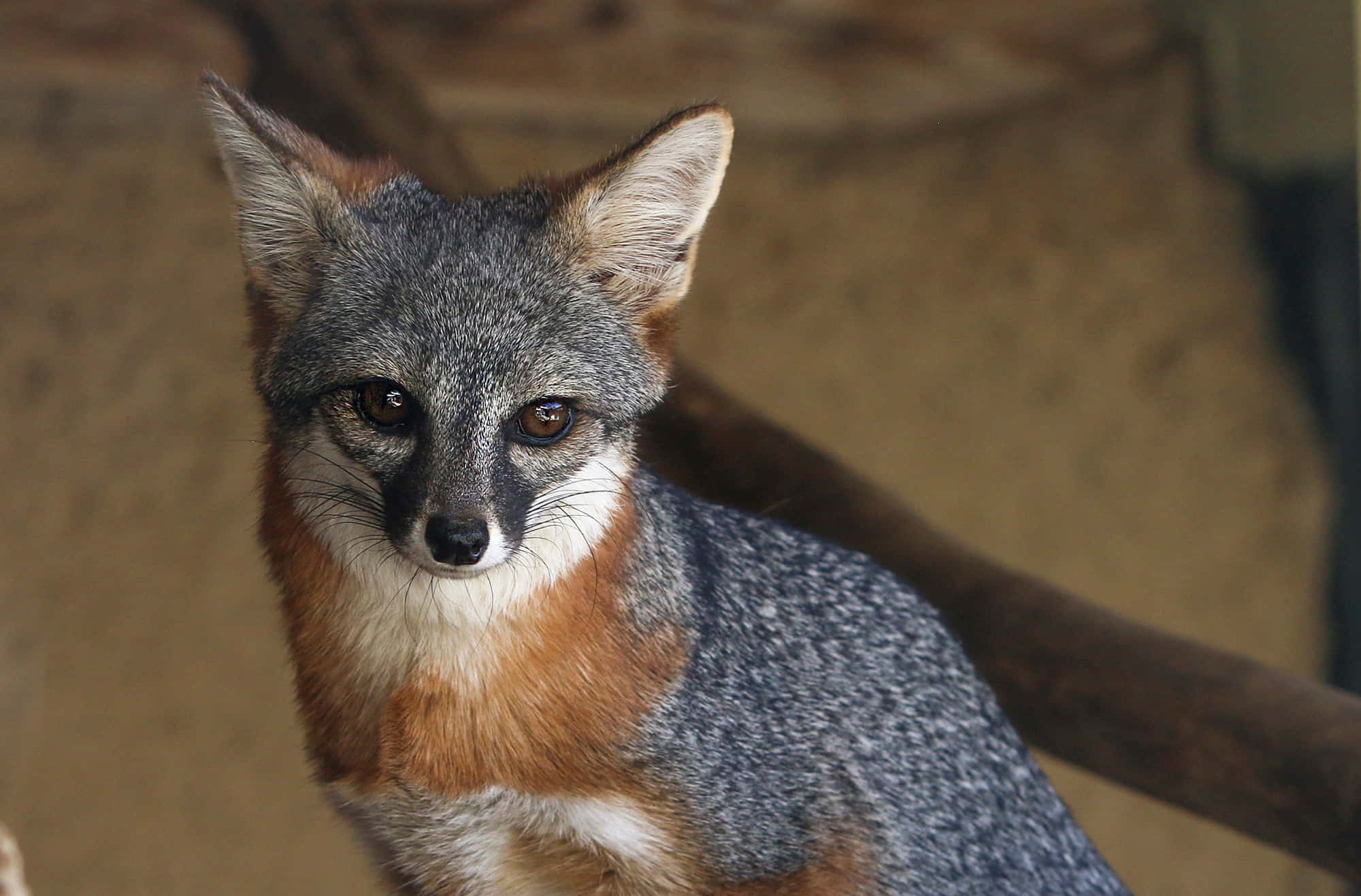 Grey Fox, gray fox, orange chest, Full HD Desktop Wallpaper