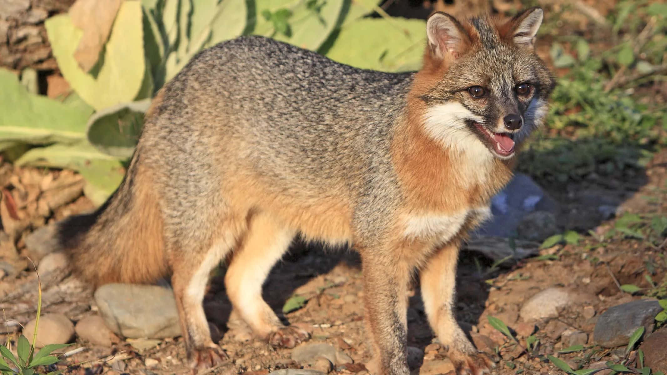Grey Fox, orange chest, white throat, Full HD Desktop Wallpaper