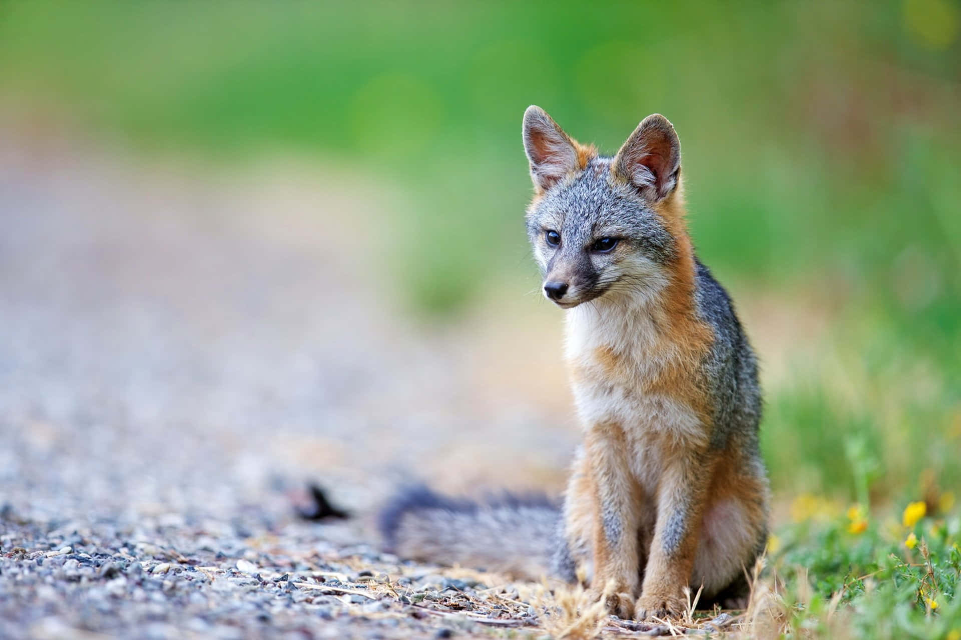 Grey Fox, gravel path, soft green grass, Full HD Desktop Wallpaper