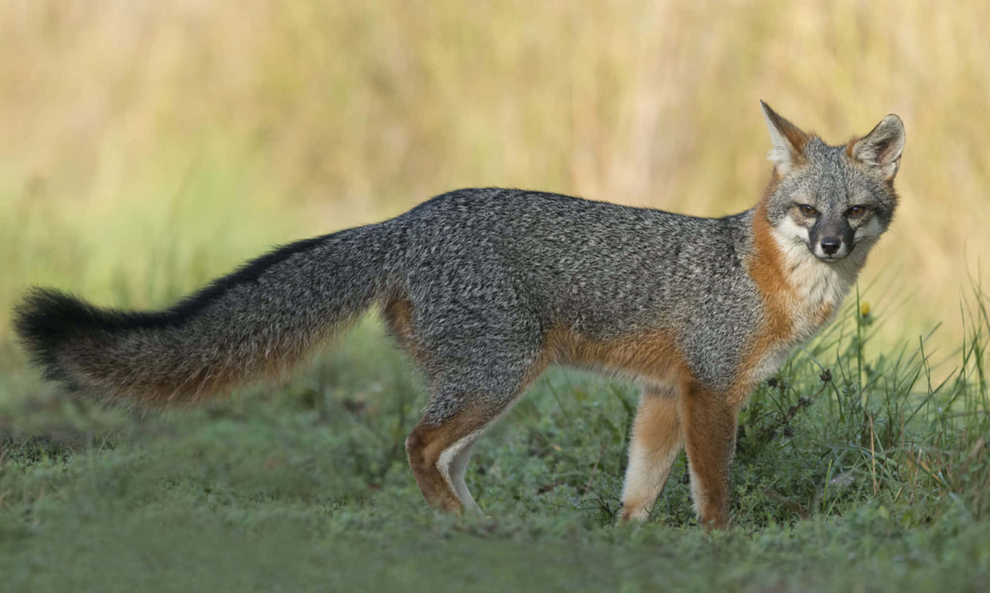 Grey Fox, grassy field, soft daylight, Full HD Desktop Wallpaper