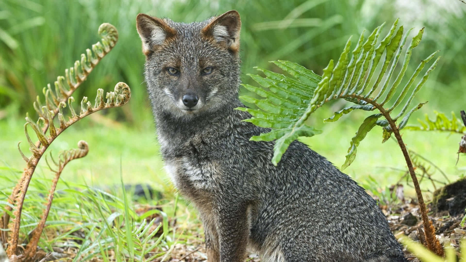 Grey Fox, greenery, lush green ferns, Full HD Desktop Wallpaper