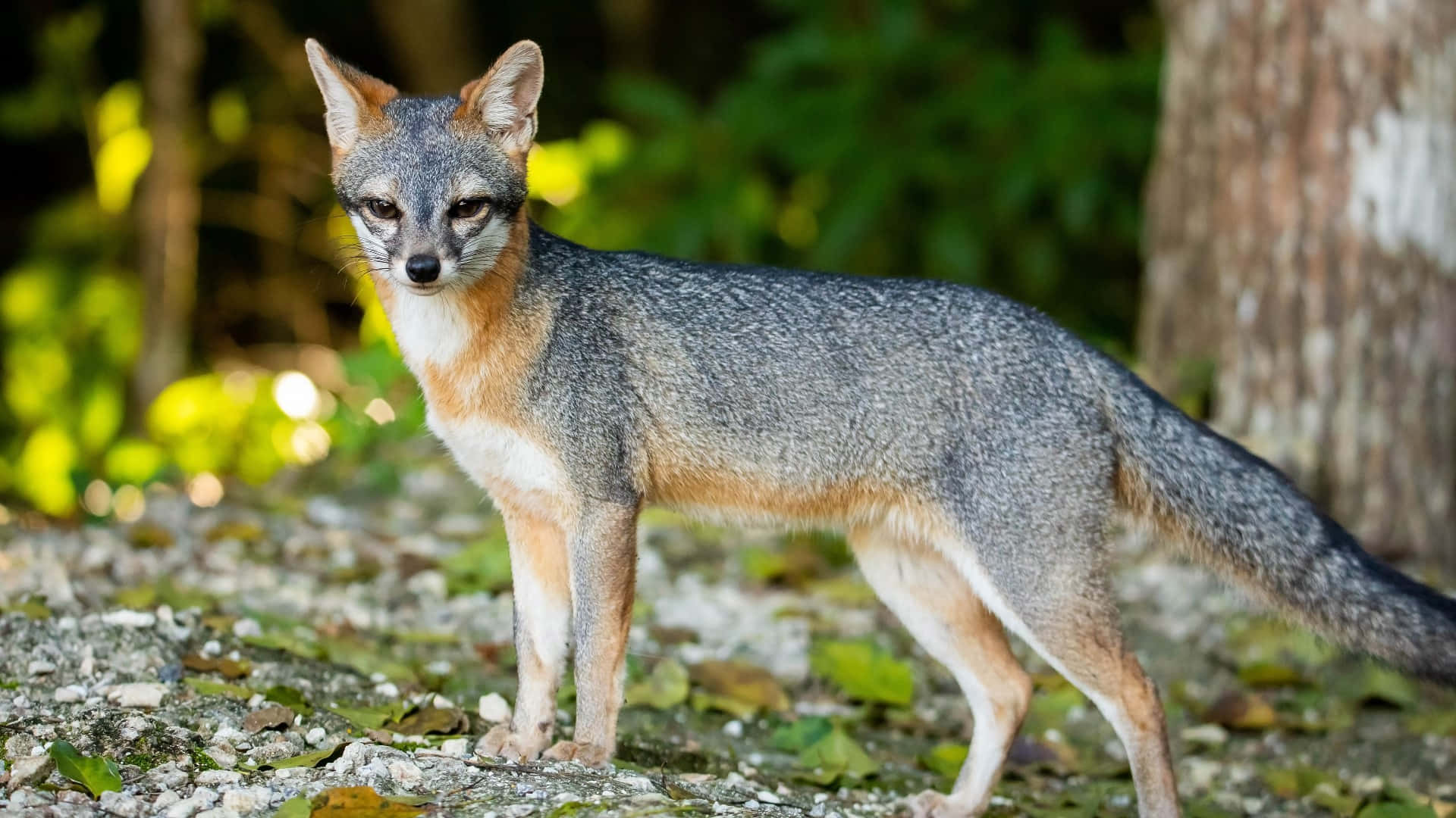 Grey Fox, forest path, dappled sunlight, Full HD Desktop Wallpaper