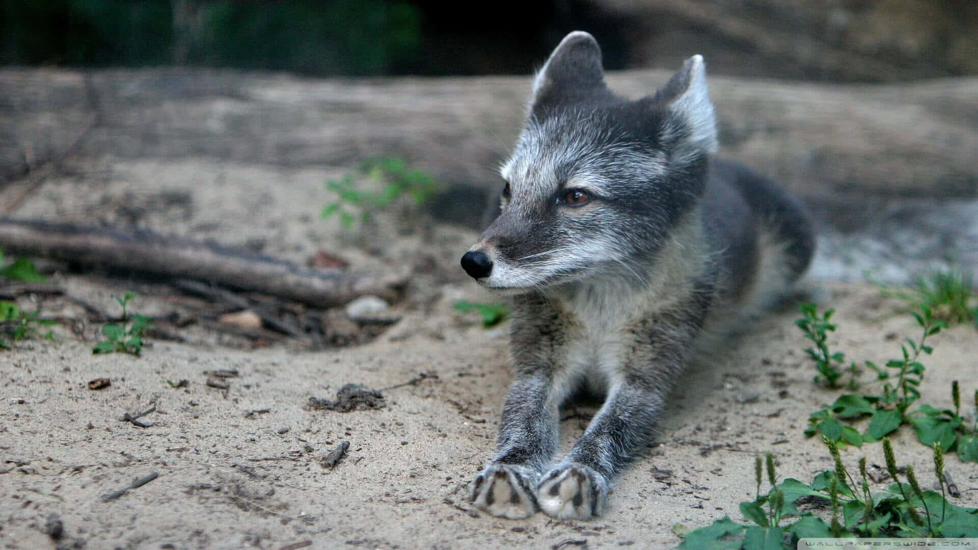 Gray Fox, silver fox, sandy ground, Full HD Desktop Wallpaper