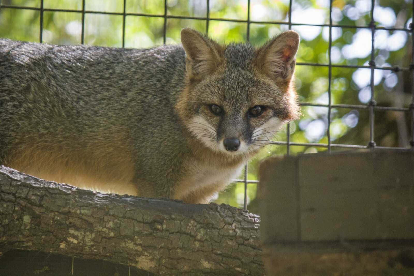 Grey Fox, wire fence, sunlit enclosure, HD Desktop Wallpaper