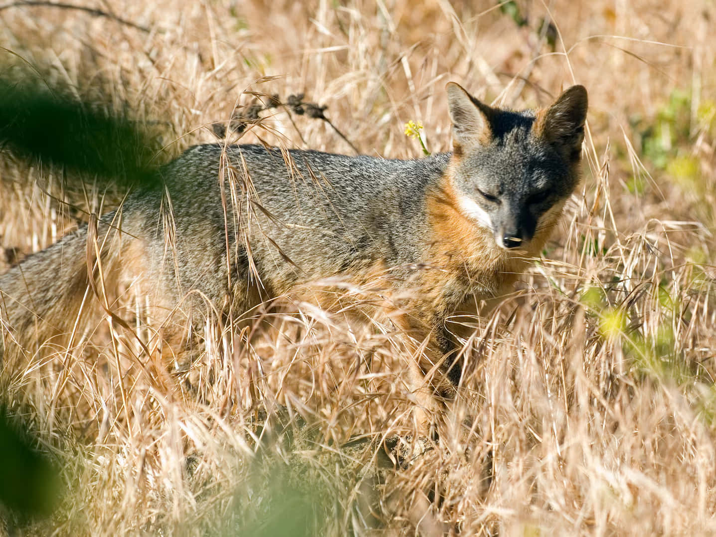 Gray Fox, orange throat, black ears, HD Desktop Wallpaper