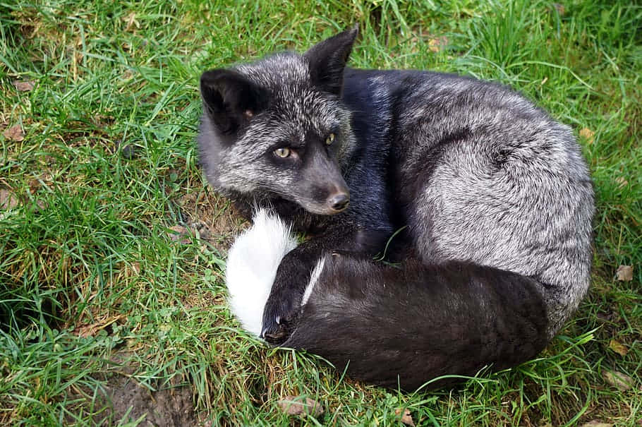 Gray Fox, silver fox, black legs, SD Desktop Wallpaper