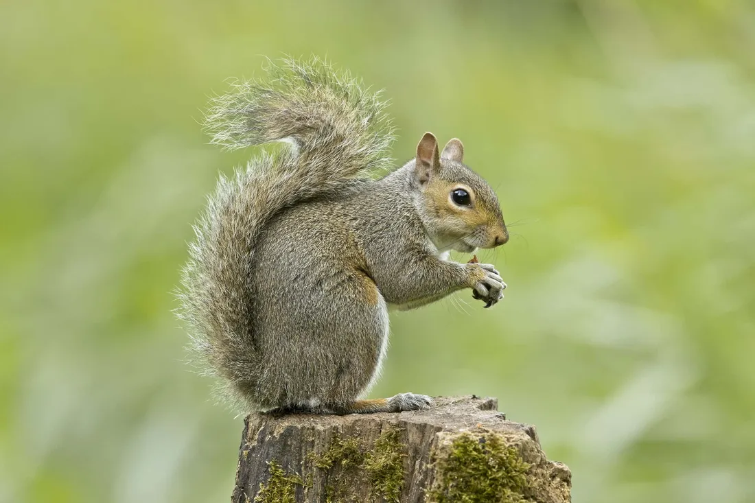 Grey Squirrel