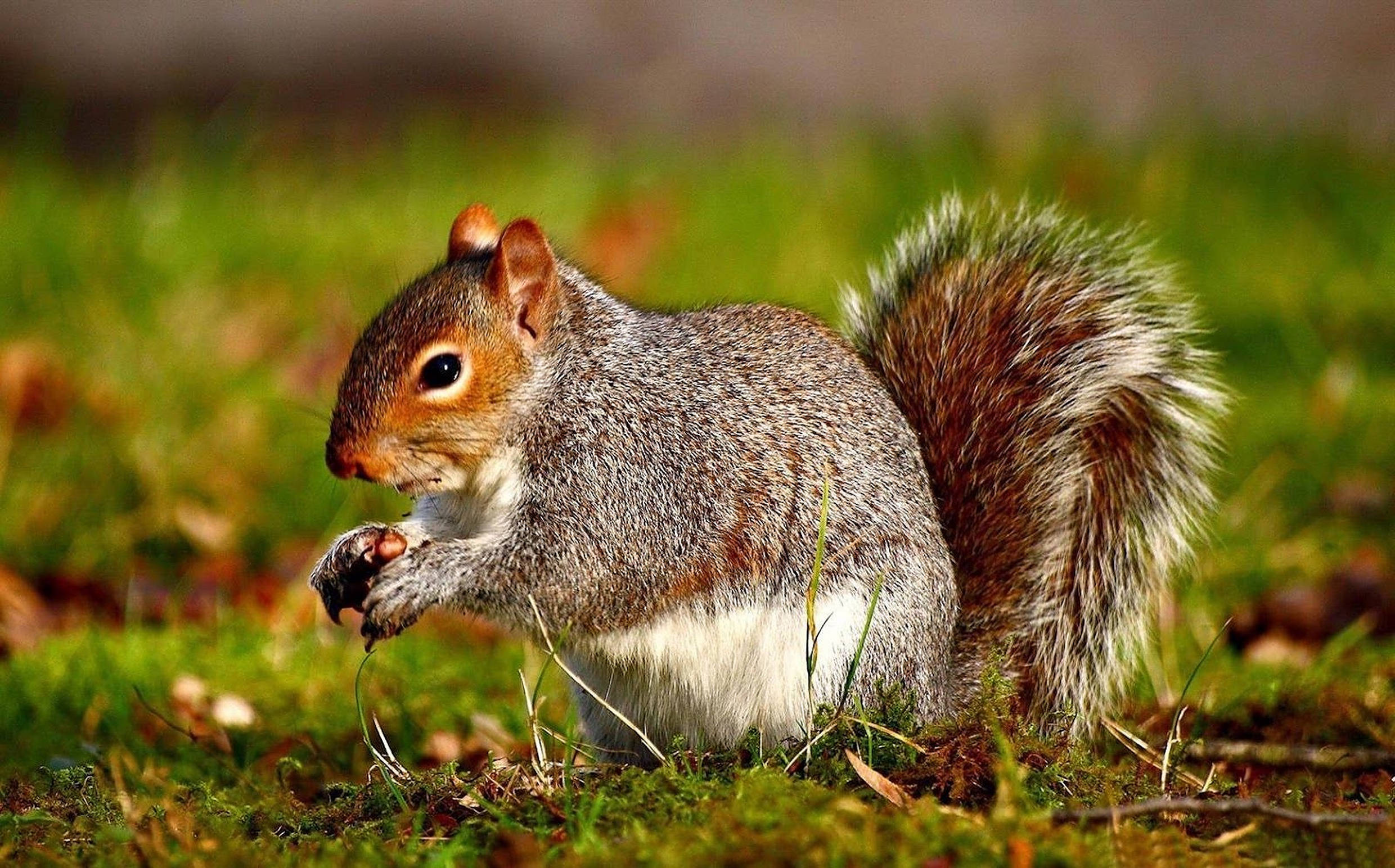 gray squirrel, bushy tail, green grass, Full HD Desktop Wallpaper