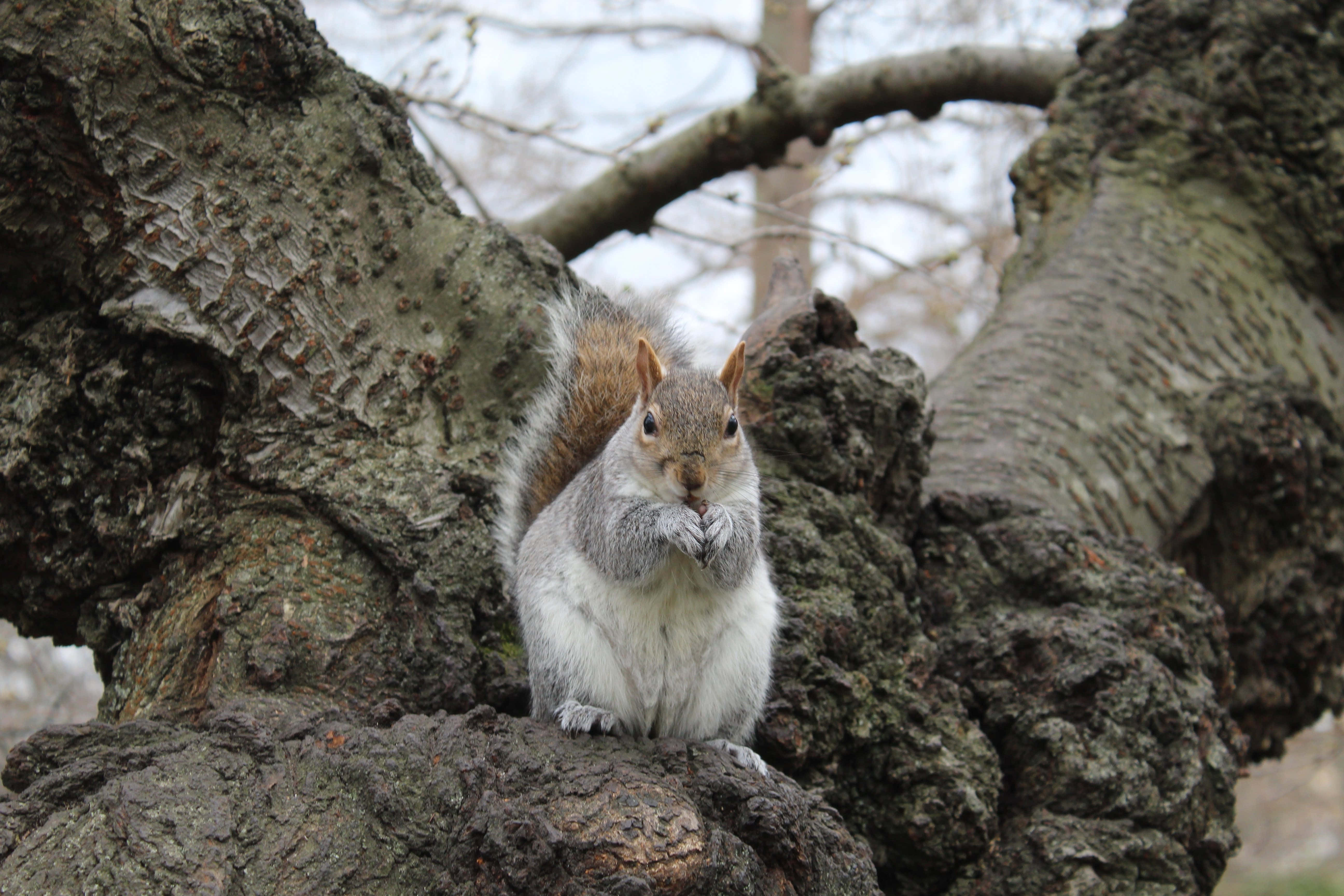 Grey Squirrel, gnarled tree trunk, nut, 5K Desktop Wallpaper