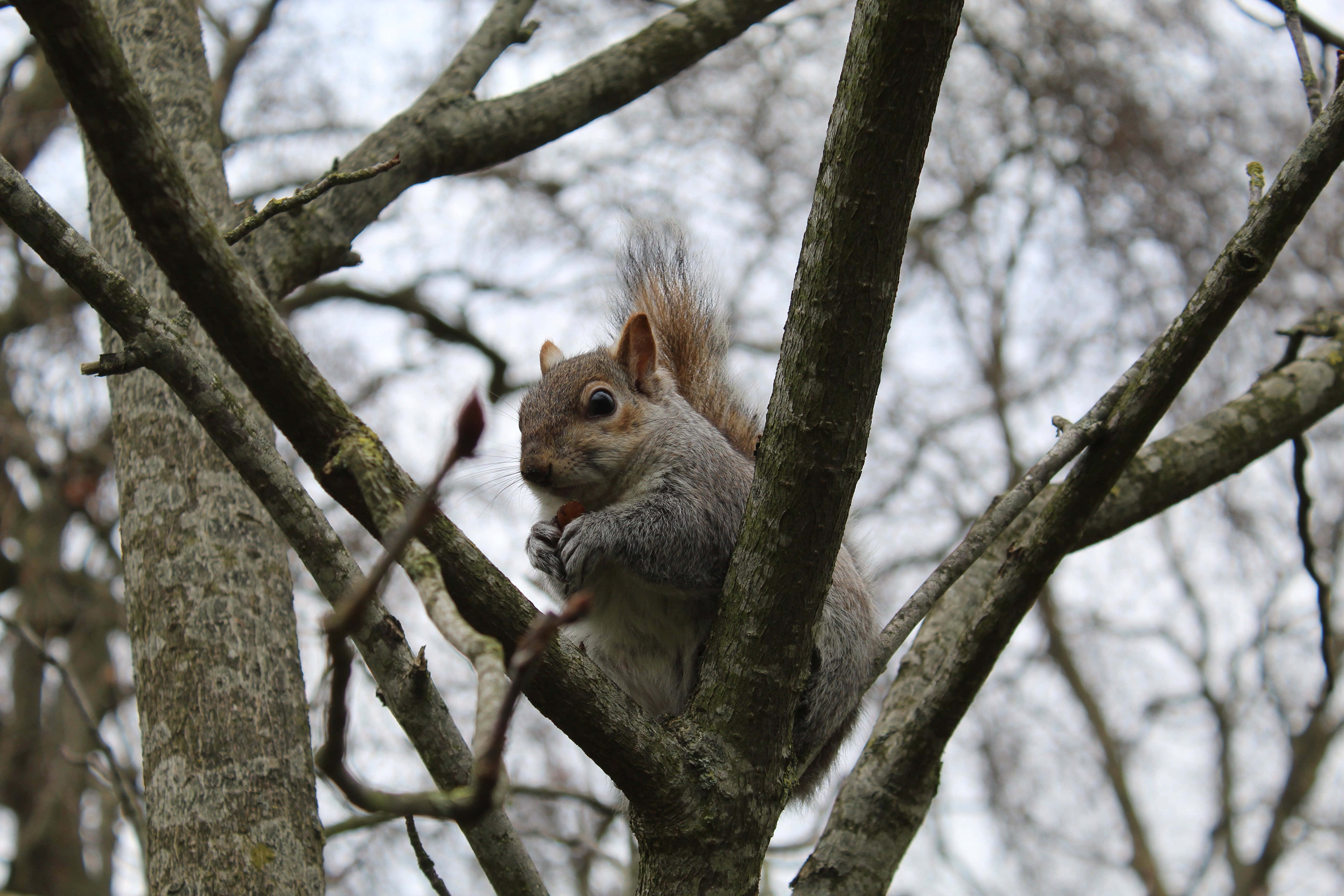 Grey Squirrel, tree, bare tree branches, 5K Desktop Wallpaper