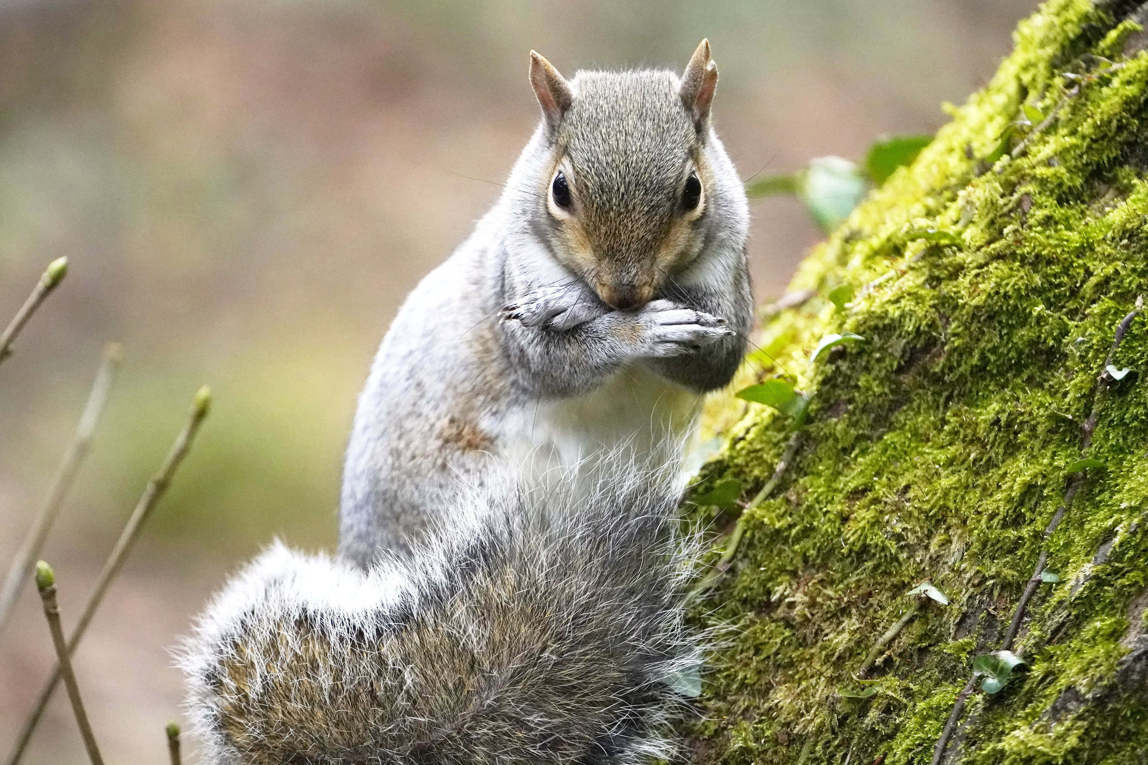 Grey Squirrel, mossy tree trunk, nut, 4K Desktop Wallpaper