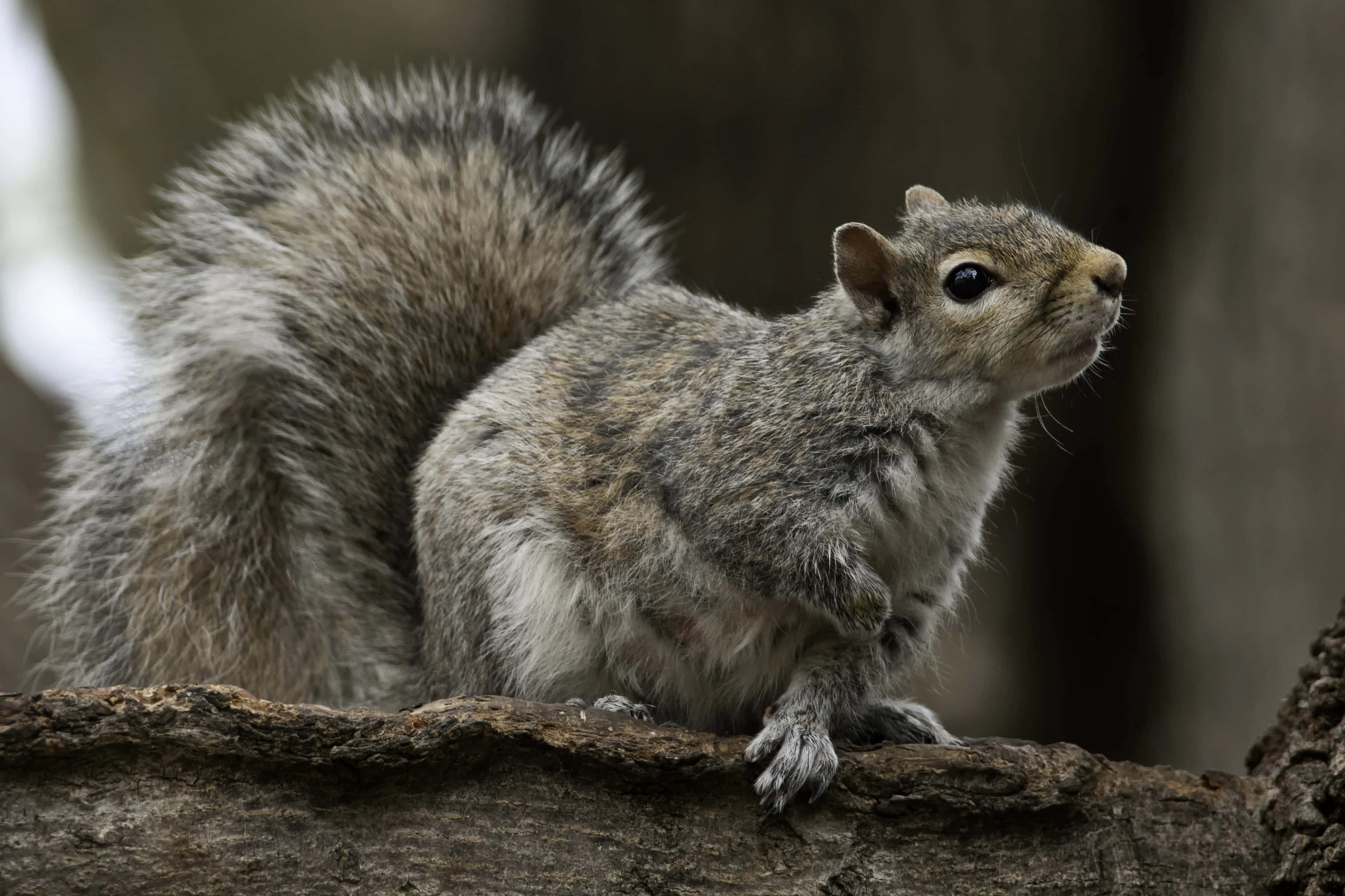 Grey Squirrel, tree bark, rough tree branch, 2K Desktop Wallpaper