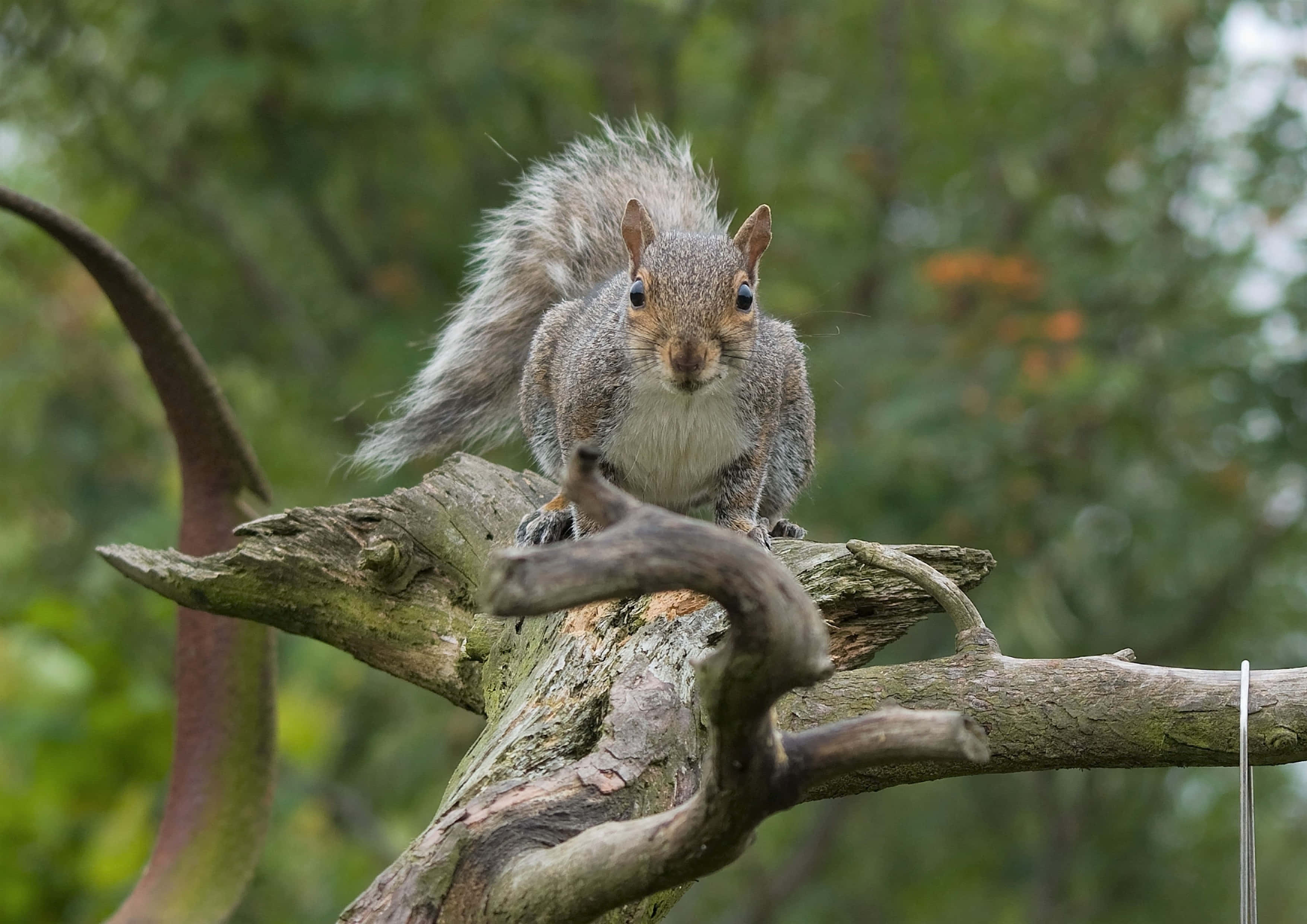 Grey Squirrel, gnarled tree branch, soft green forest backdrop, 2K Desktop Wallpaper