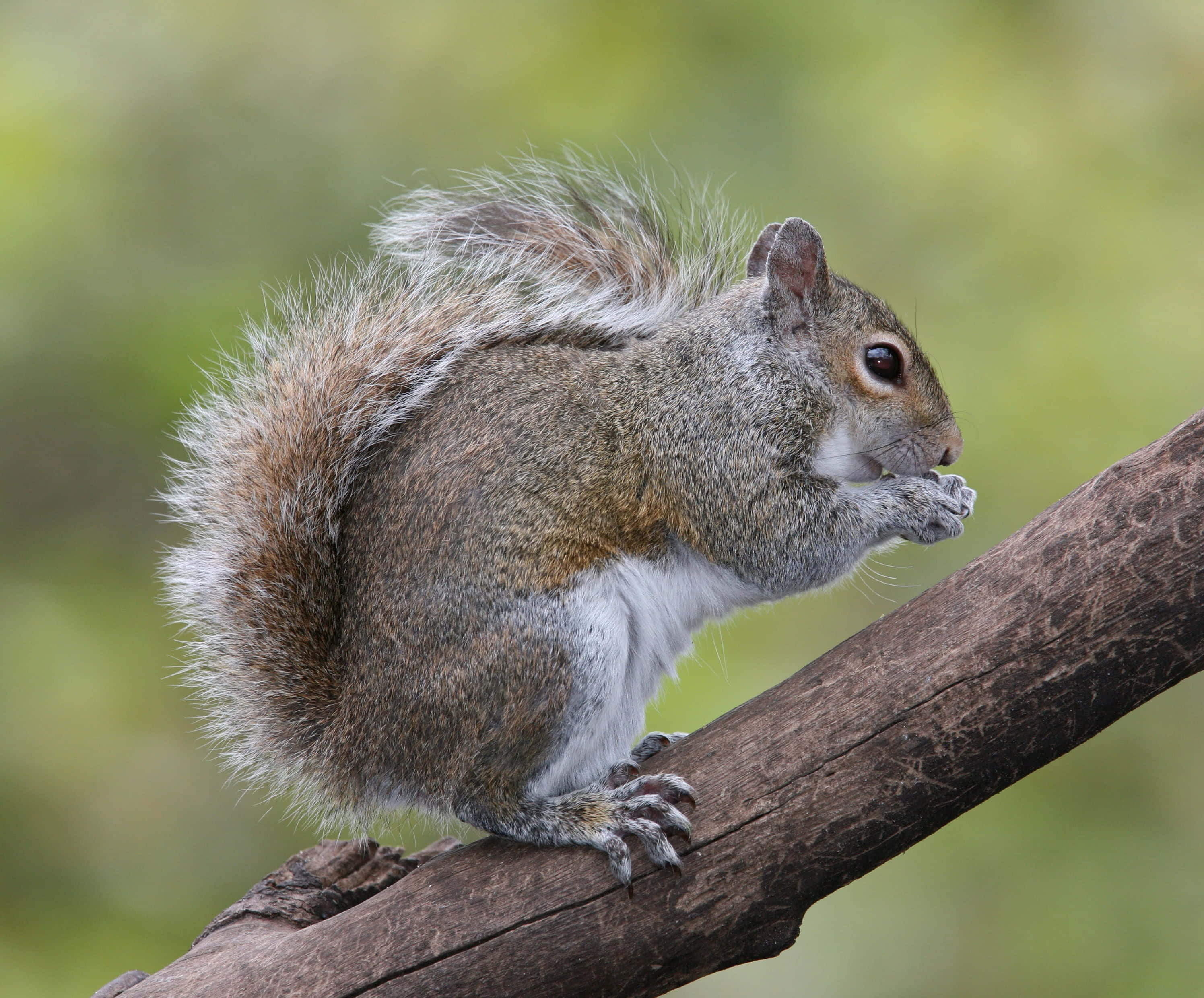 Grey Squirrel, weathered tree branch, bushy tail, 2K Desktop Wallpaper