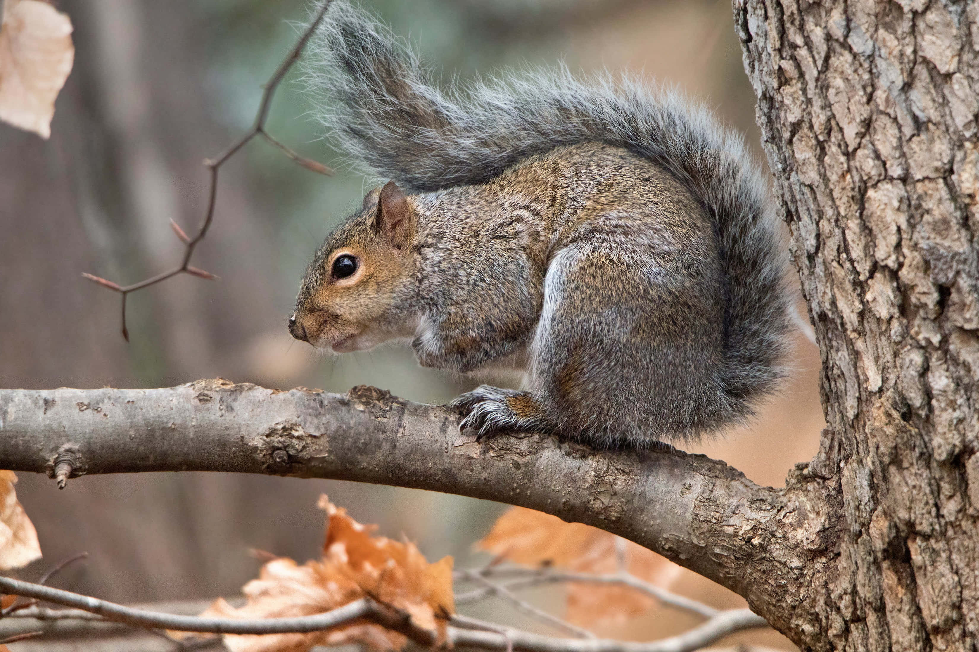 Grey Squirrel, tree branch, autumn leaves, 2K Desktop Wallpaper