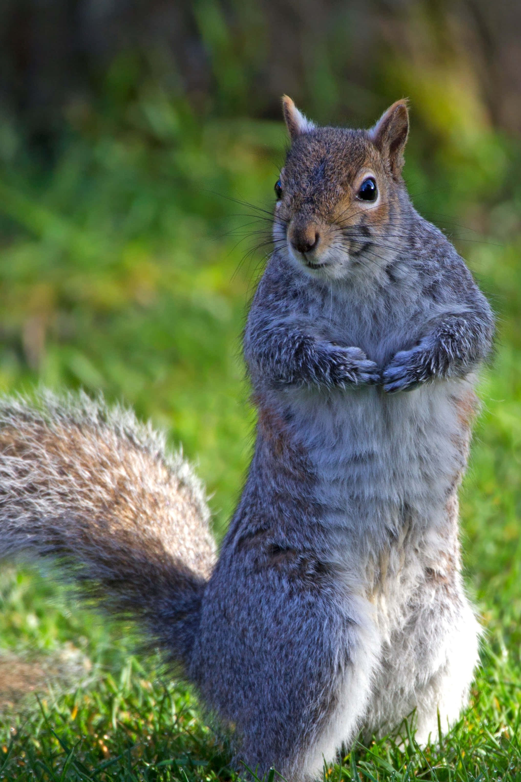 Grey Squirrel, grass, paws clasped, 2K Phone Wallpaper