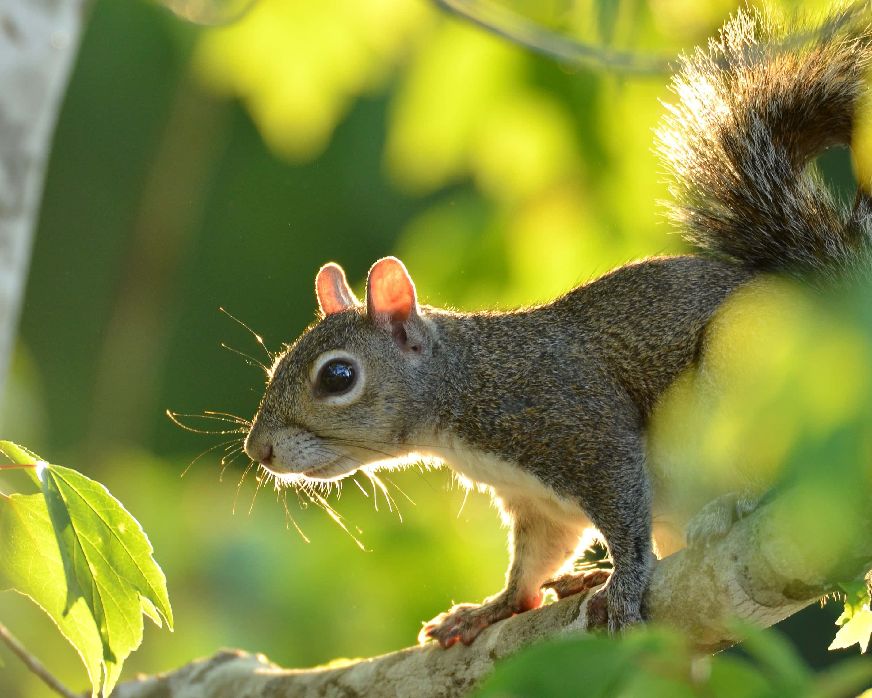Grey Squirrel, branch, sunlit tree branch, 2K Desktop Wallpaper