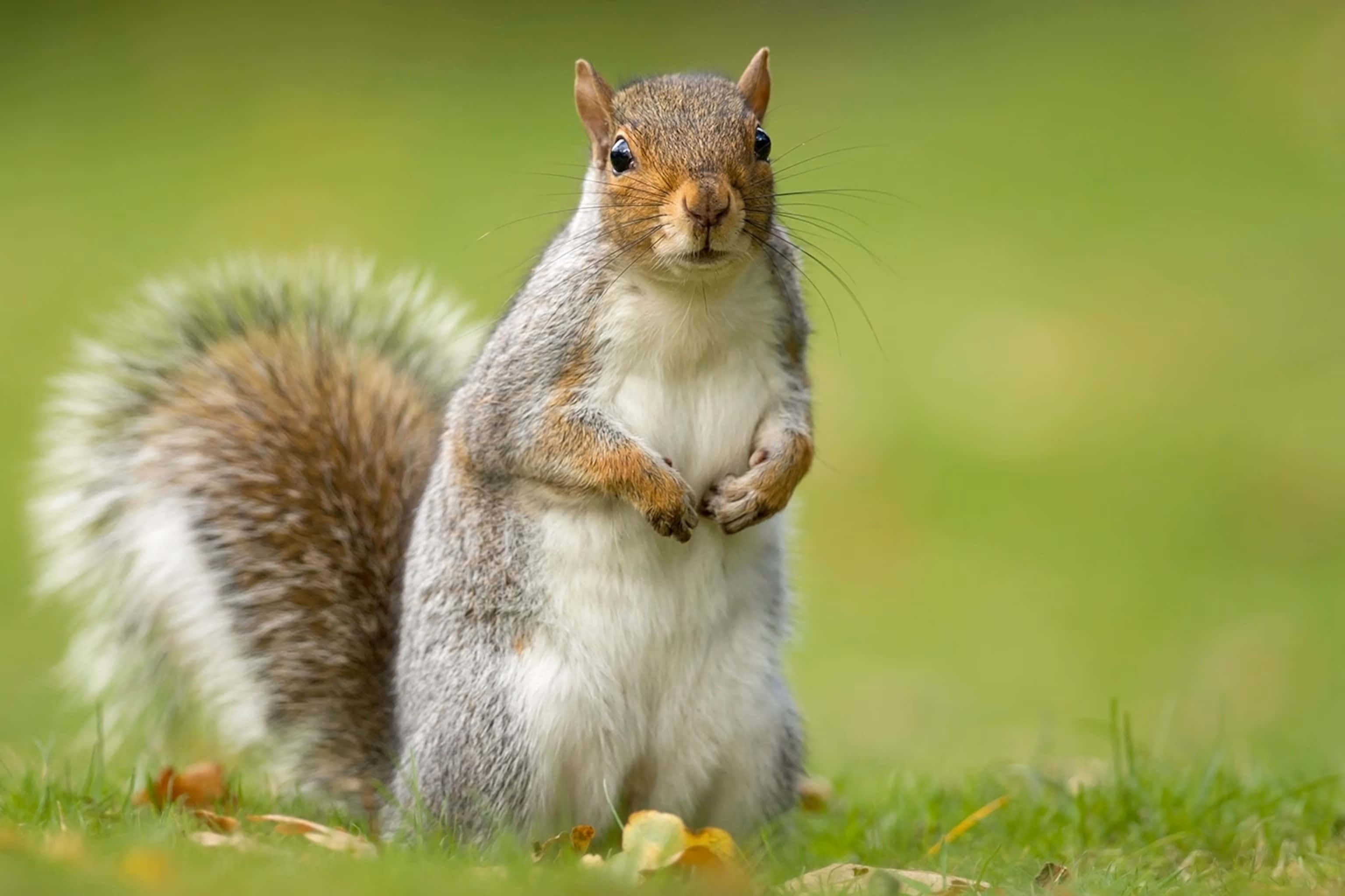 Grey Squirrel, grass, blurred green background, 2K Desktop Wallpaper