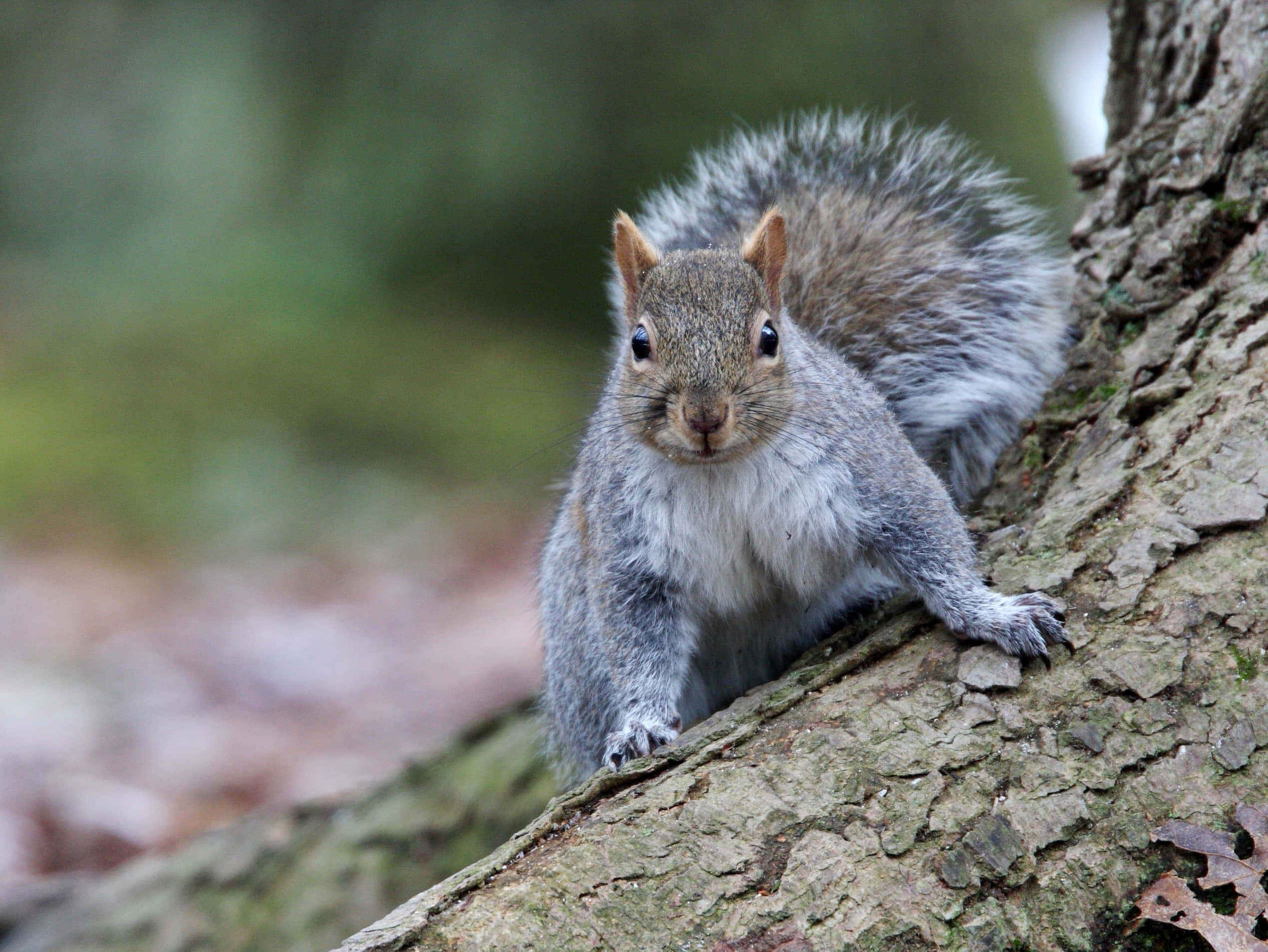 Grey Squirrel, tree trunk, forest setting, Full HD Desktop Wallpaper