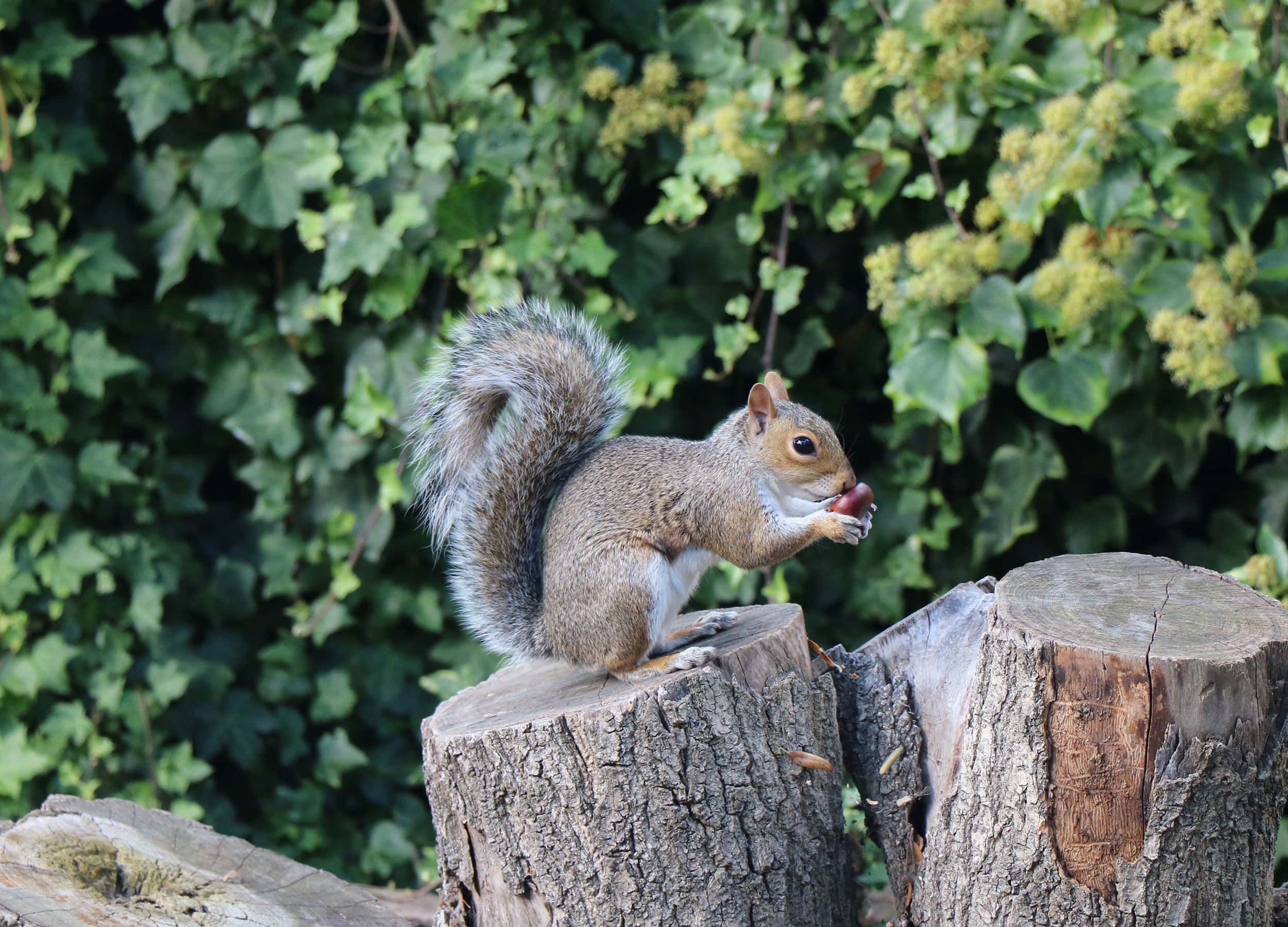 Grey Squirrel, tree stump, lush green ivy, Full HD Desktop Wallpaper