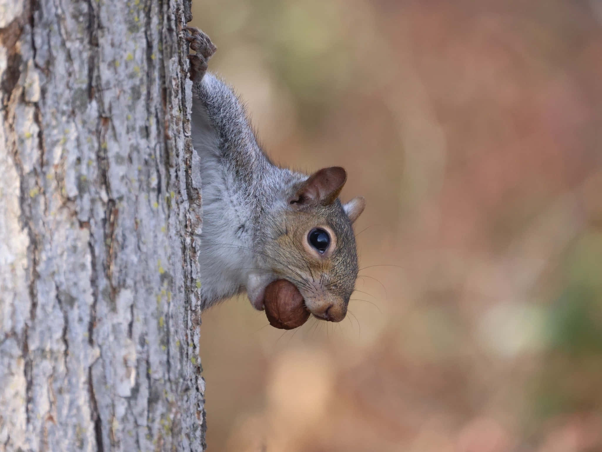 Grey Squirrel, walnut, tree trunk, Full HD Desktop Wallpaper