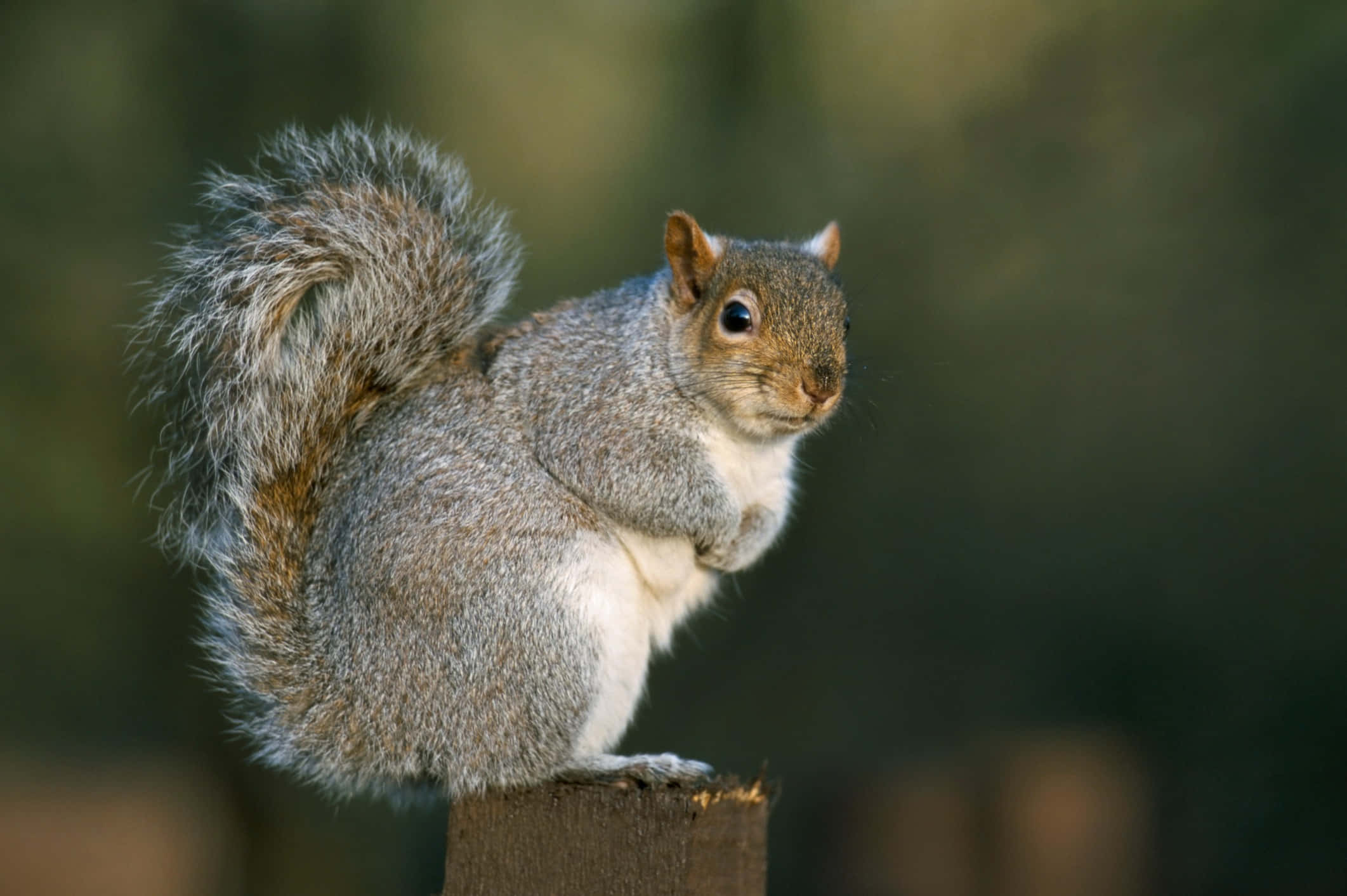 Grey Squirrel, stump, wooden post, Full HD Desktop Wallpaper