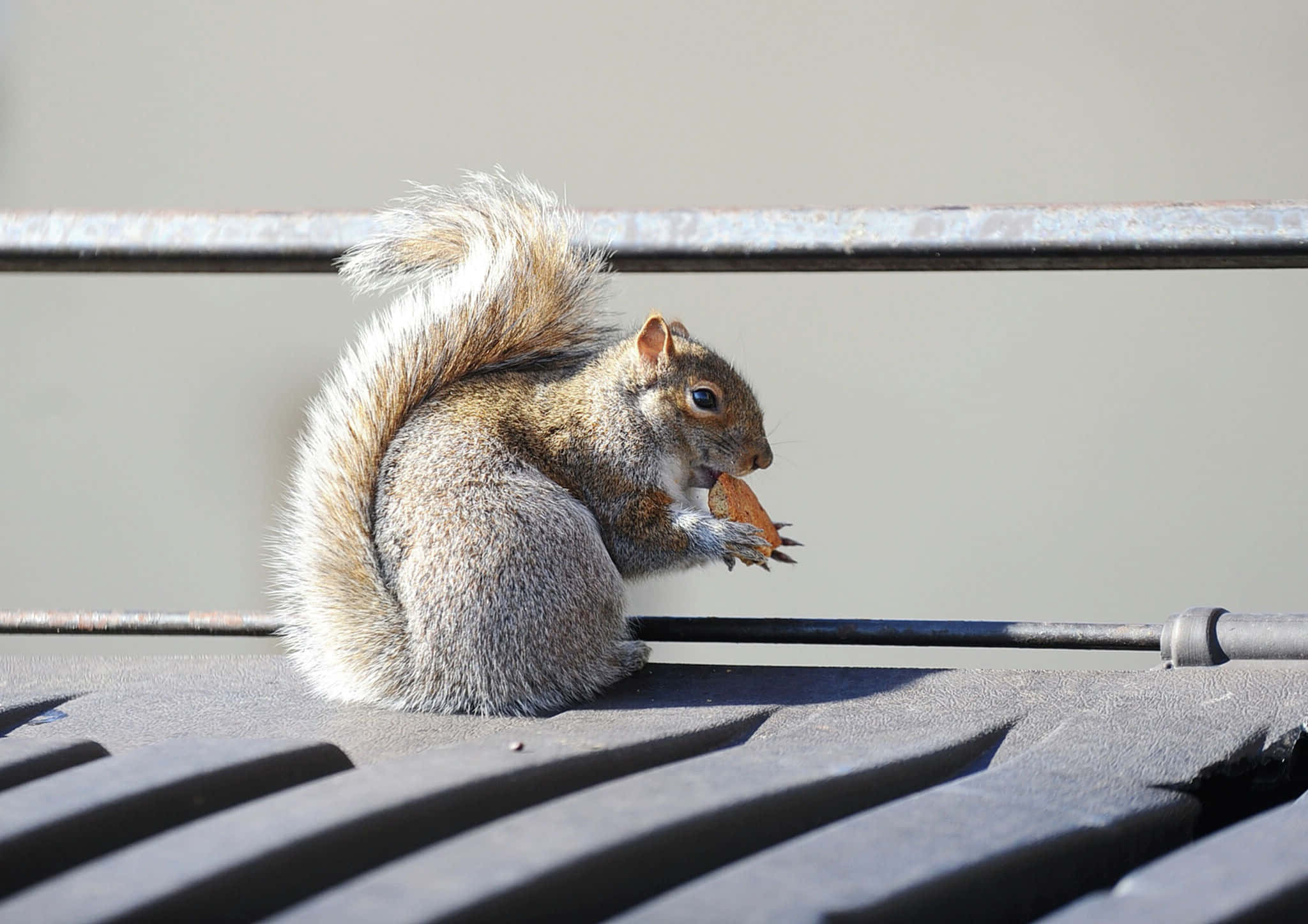 Grey Squirrel, metal grate, nut, Full HD Desktop Wallpaper