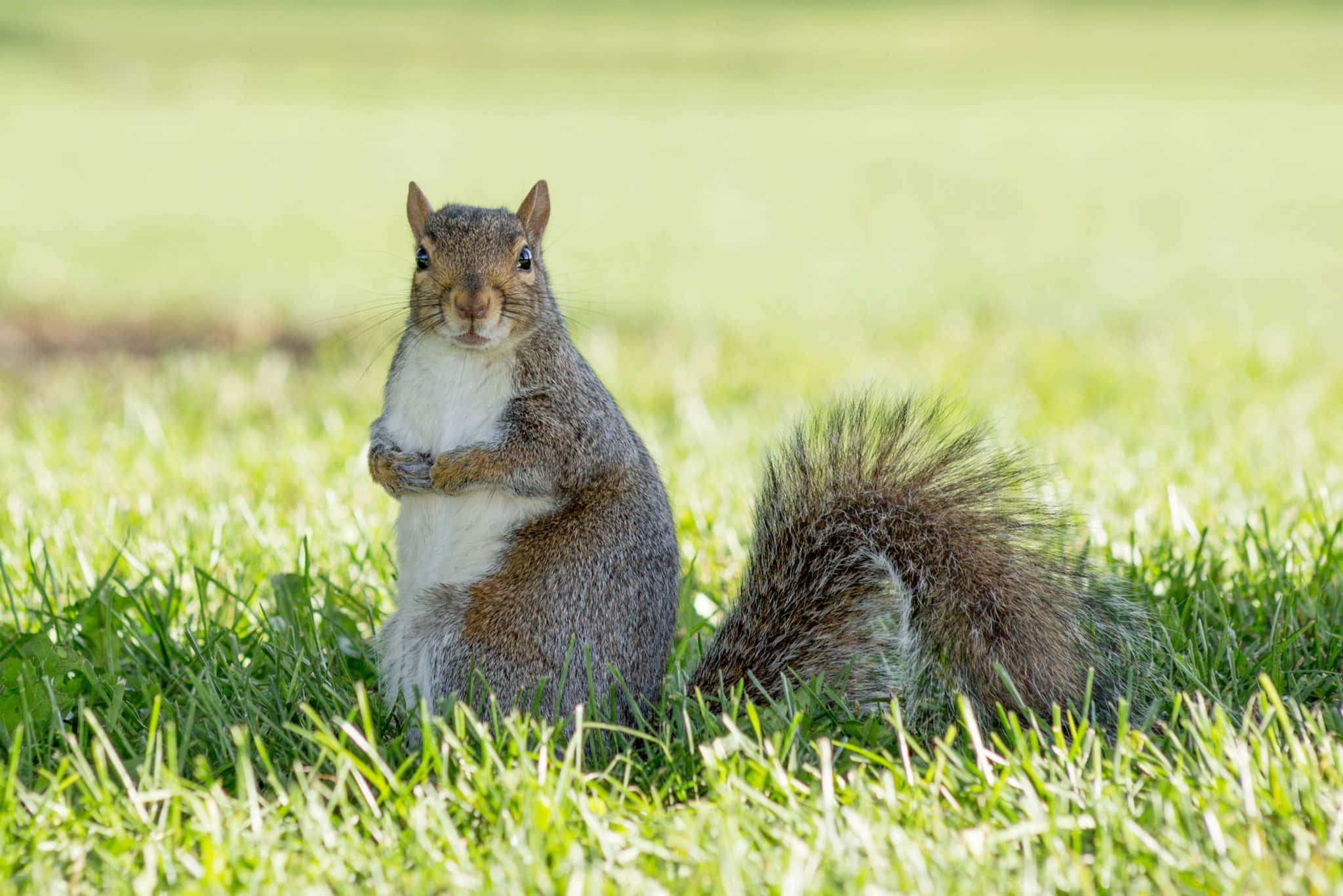 Grey Squirrel, bright green grass, nut, Full HD Desktop Wallpaper