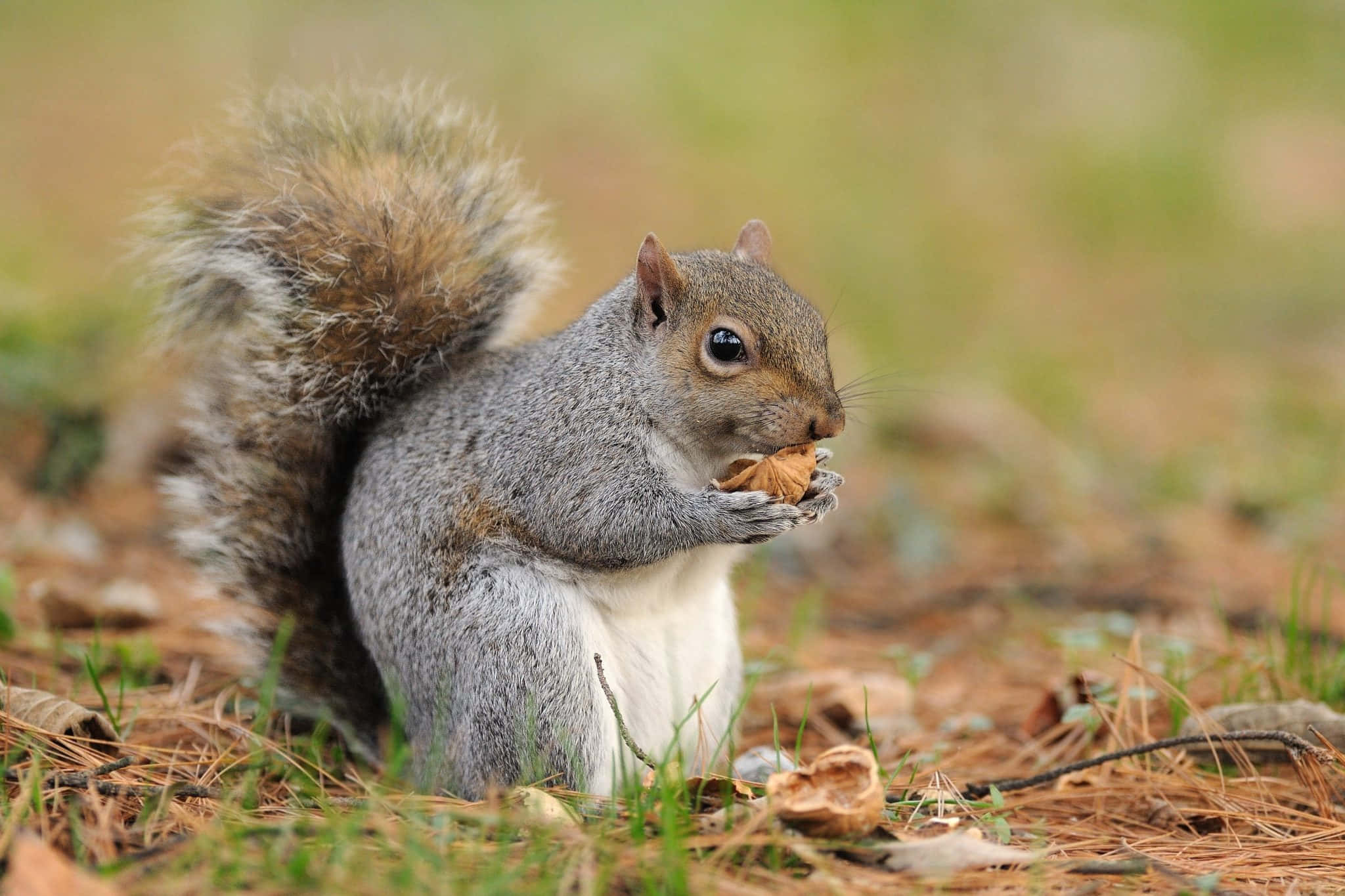 Grey Squirrel, walnut, grass, Full HD Desktop Wallpaper