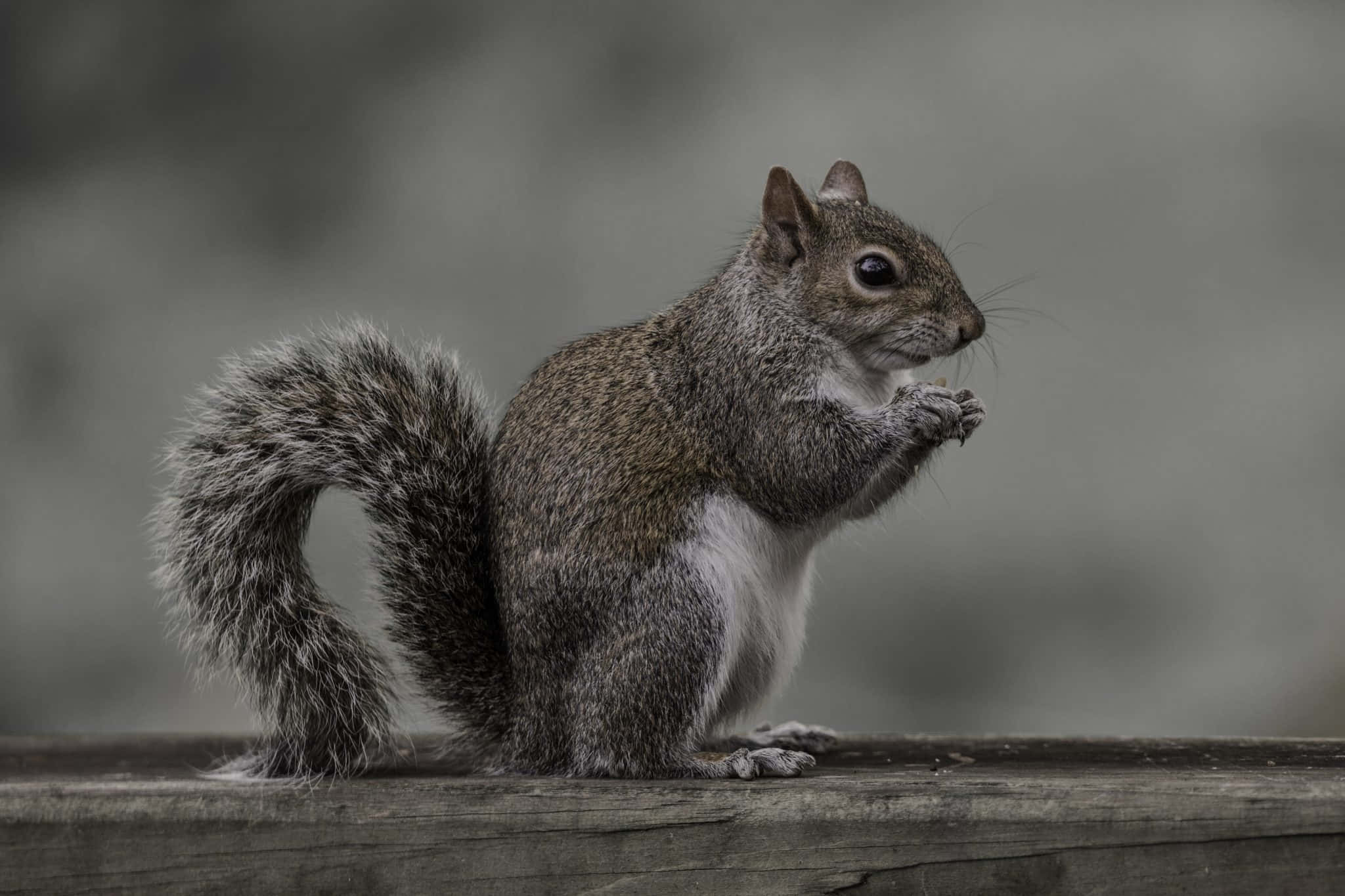 Grey Squirrel, wooden edge, weathered wood, Full HD Desktop Wallpaper