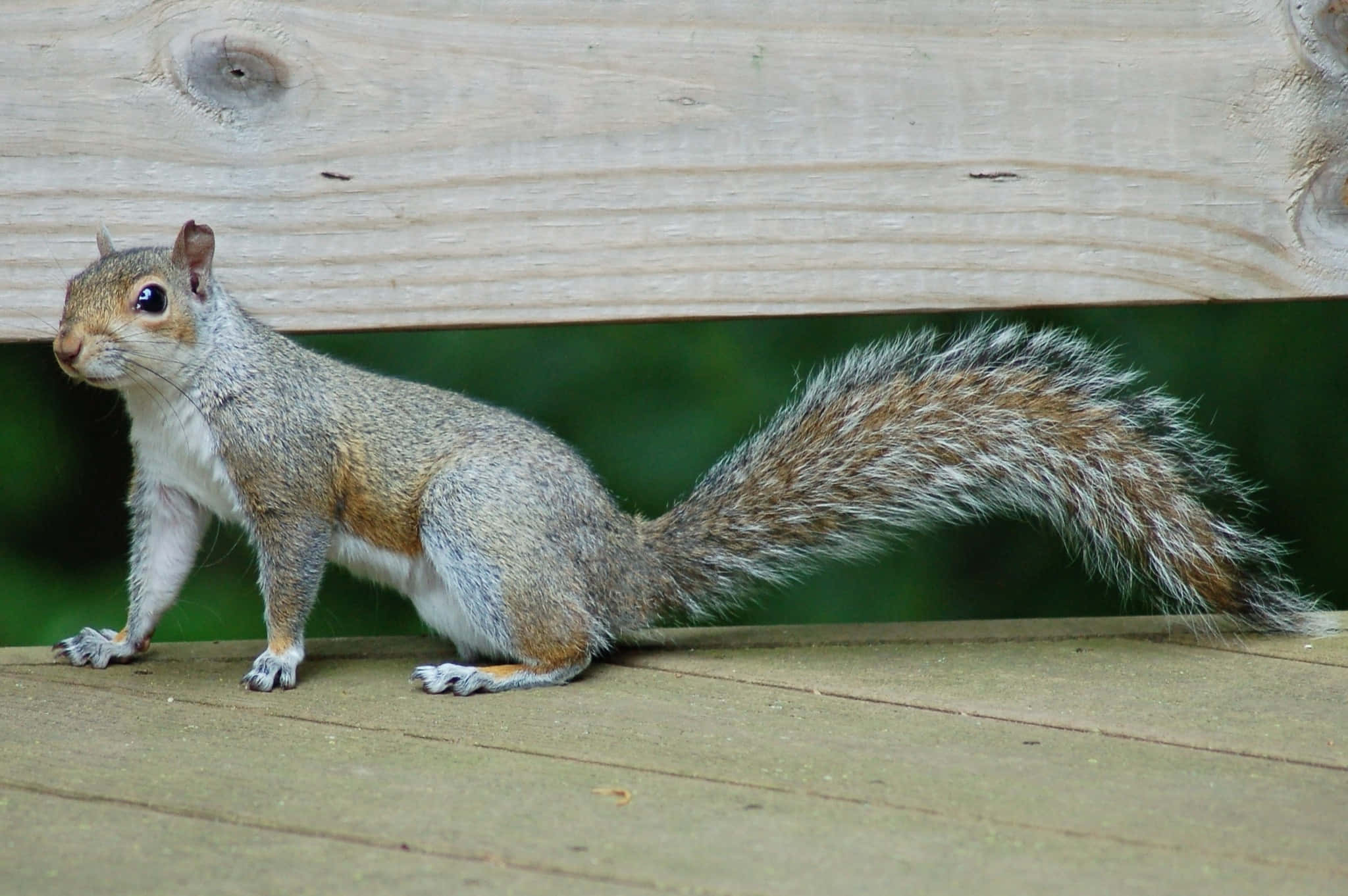 Grey Squirrel, weathered wooden deck, light wood railing, Full HD Desktop Wallpaper