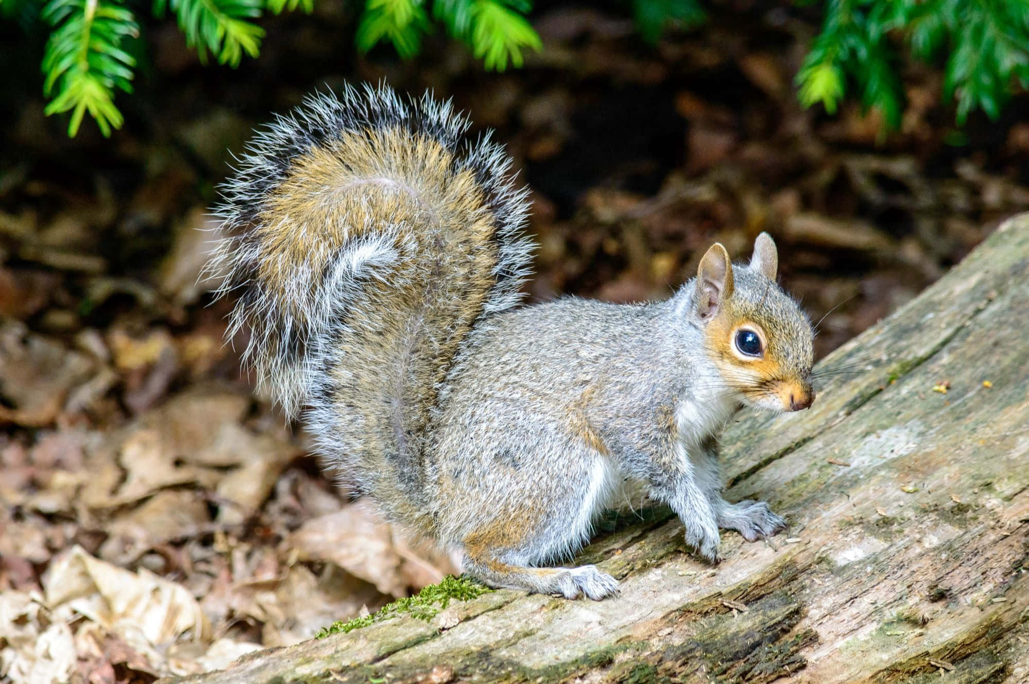 Grey Squirrel, mossy log, fallen leaves, Full HD Desktop Wallpaper